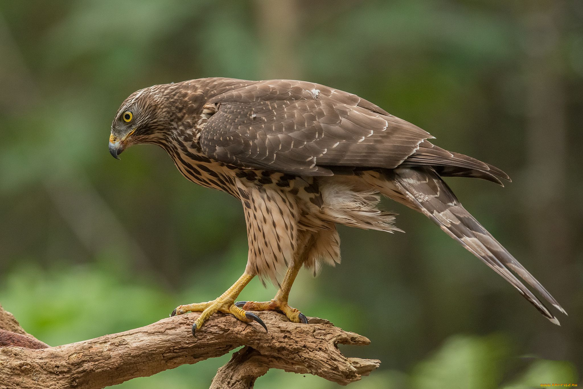 животные, птицы, -, хищники, птичка