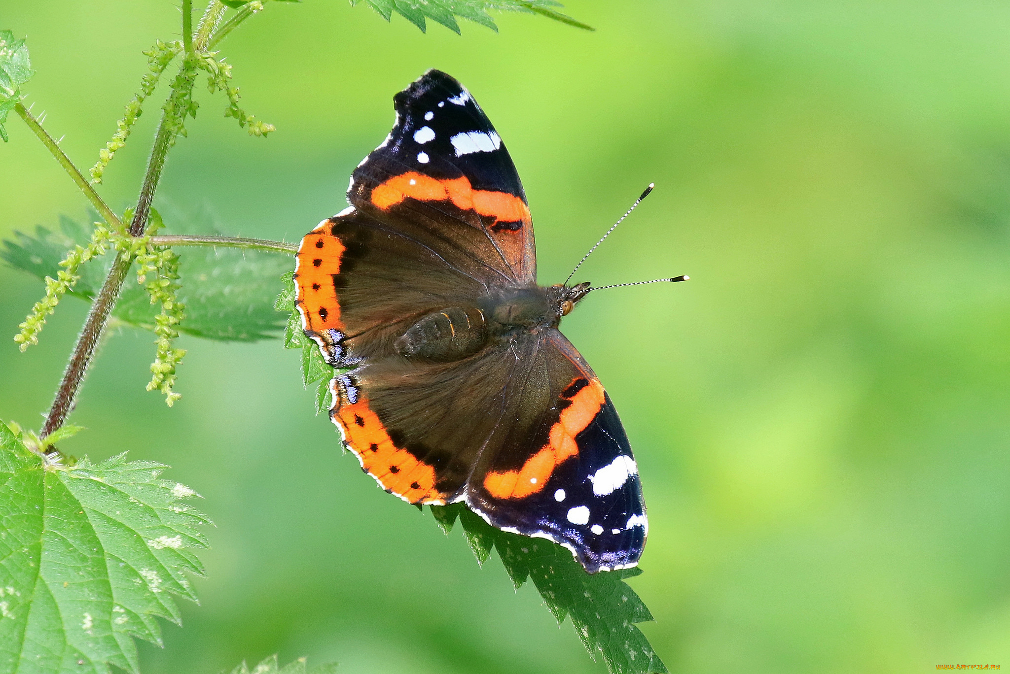 животные, бабочки, , мотыльки, , моли, бабочка