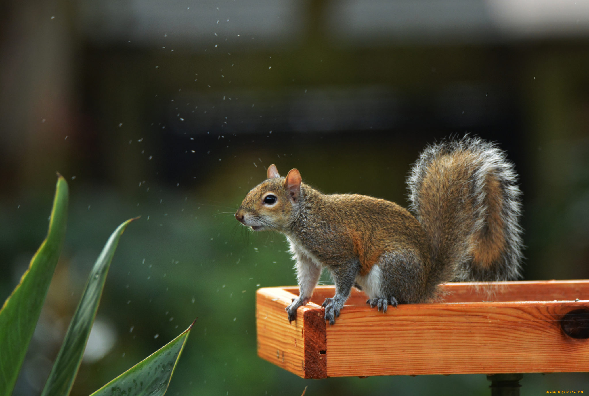животные, белки, белка