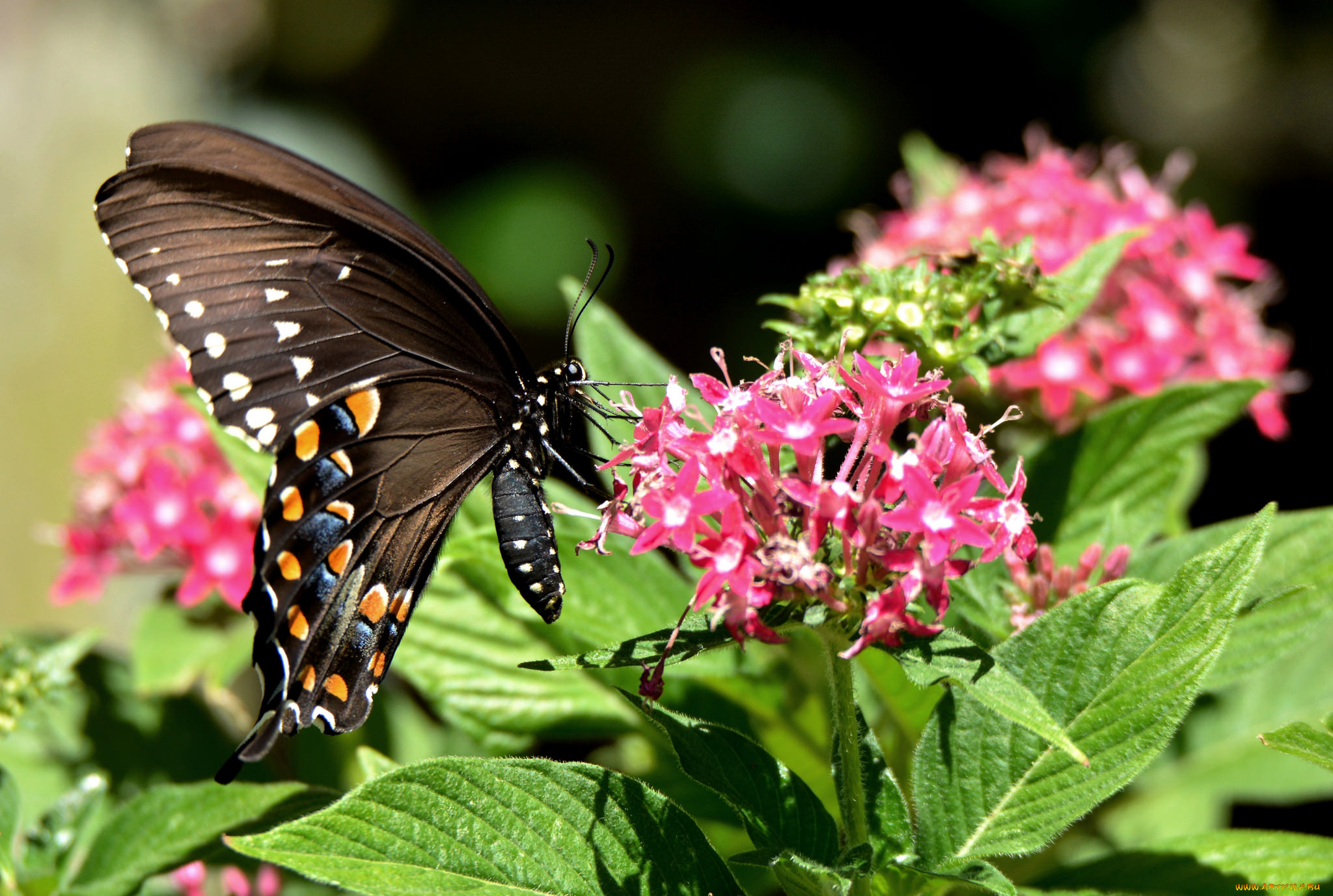 животные, бабочки, , мотыльки, , моли, бабочка