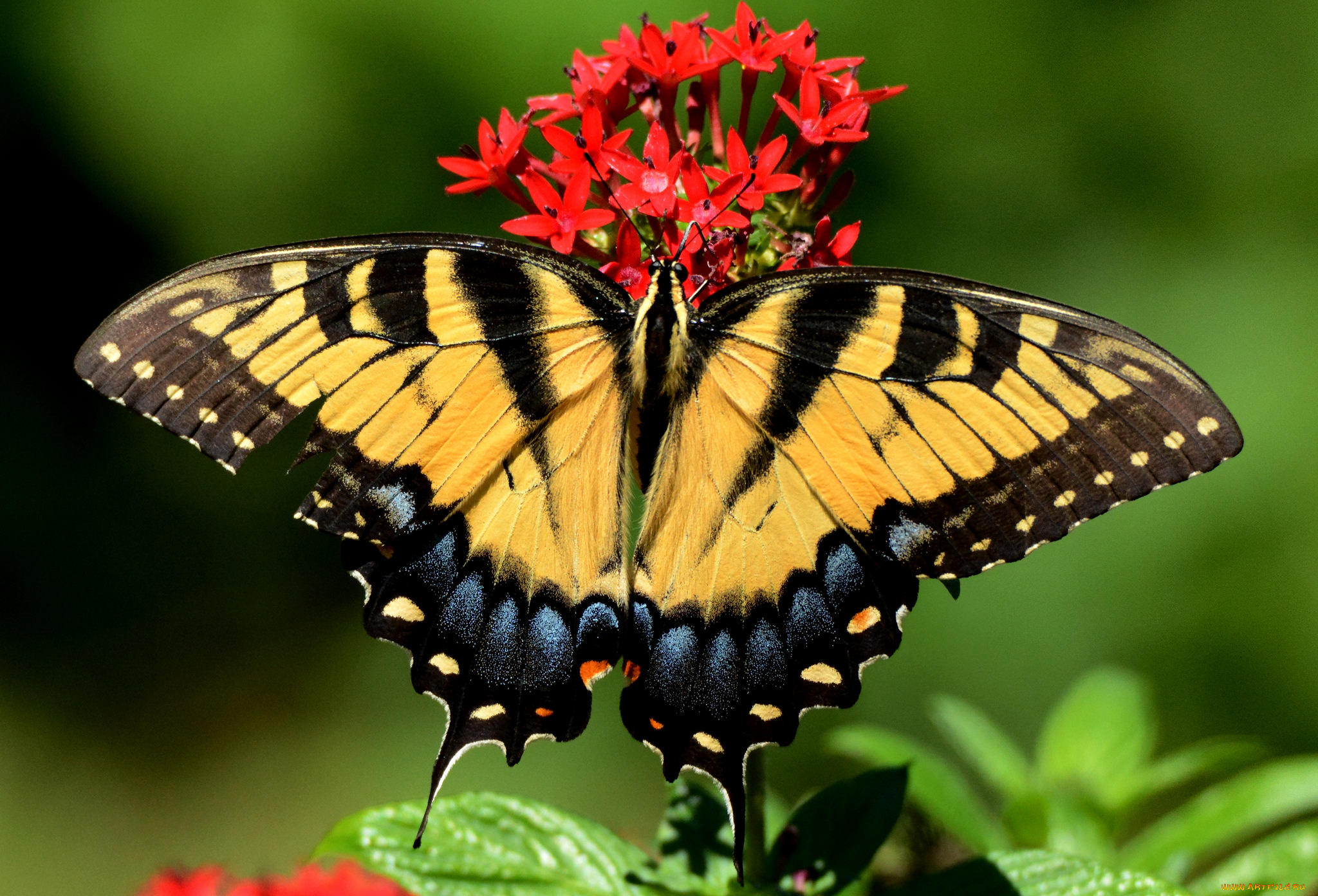 животные, бабочки, , мотыльки, , моли, бабочка