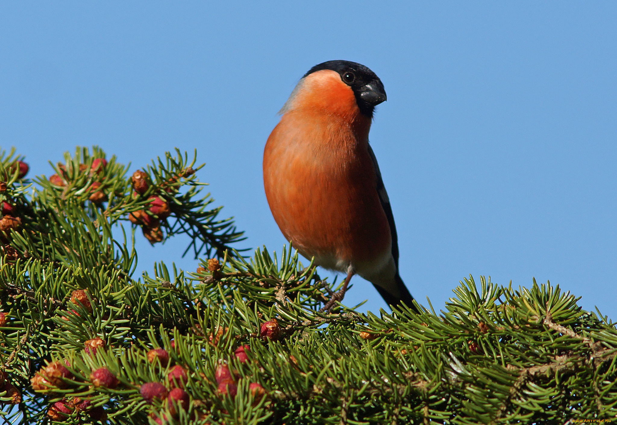 животные, снегири, птичка