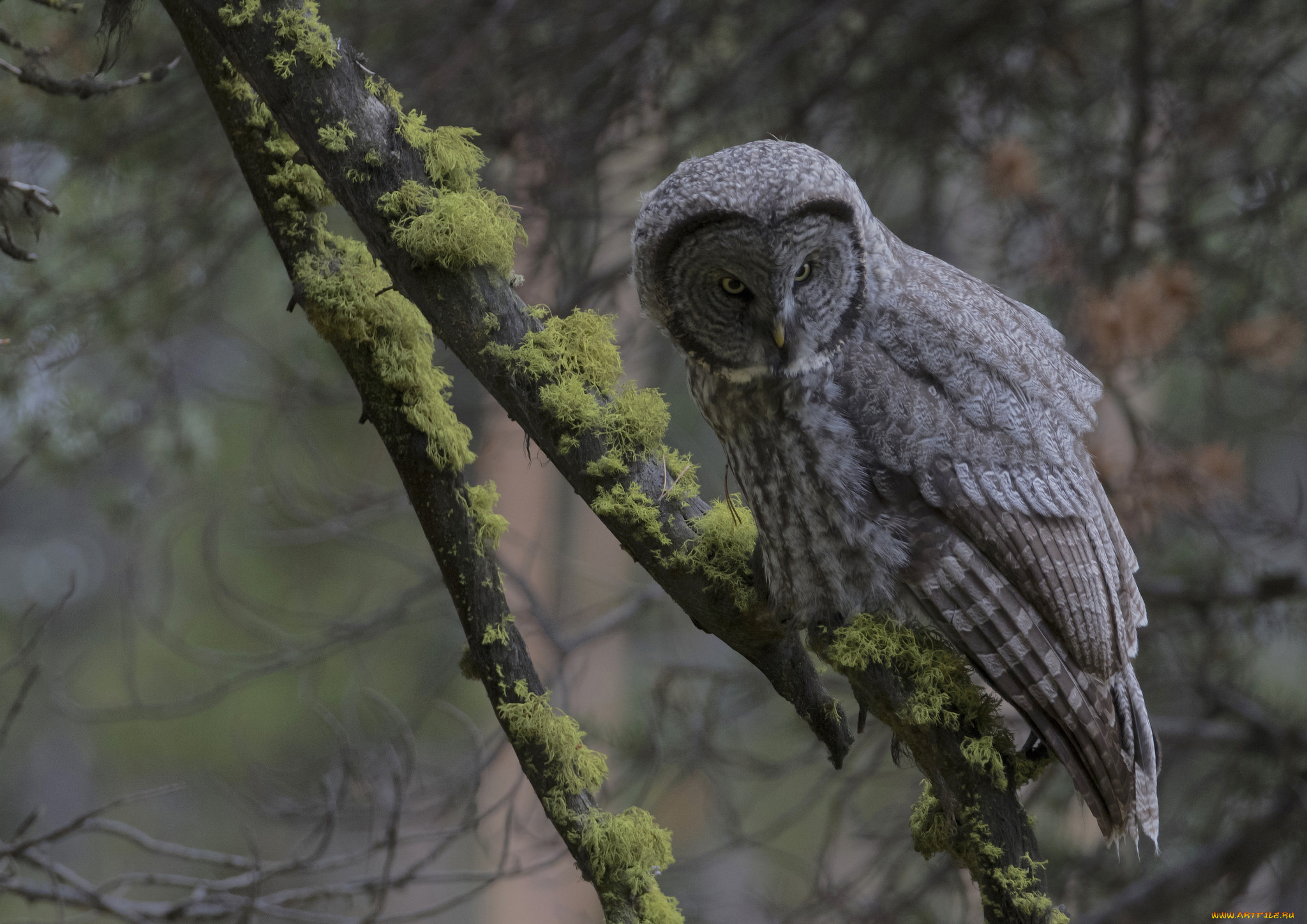 животные, совы, птичка