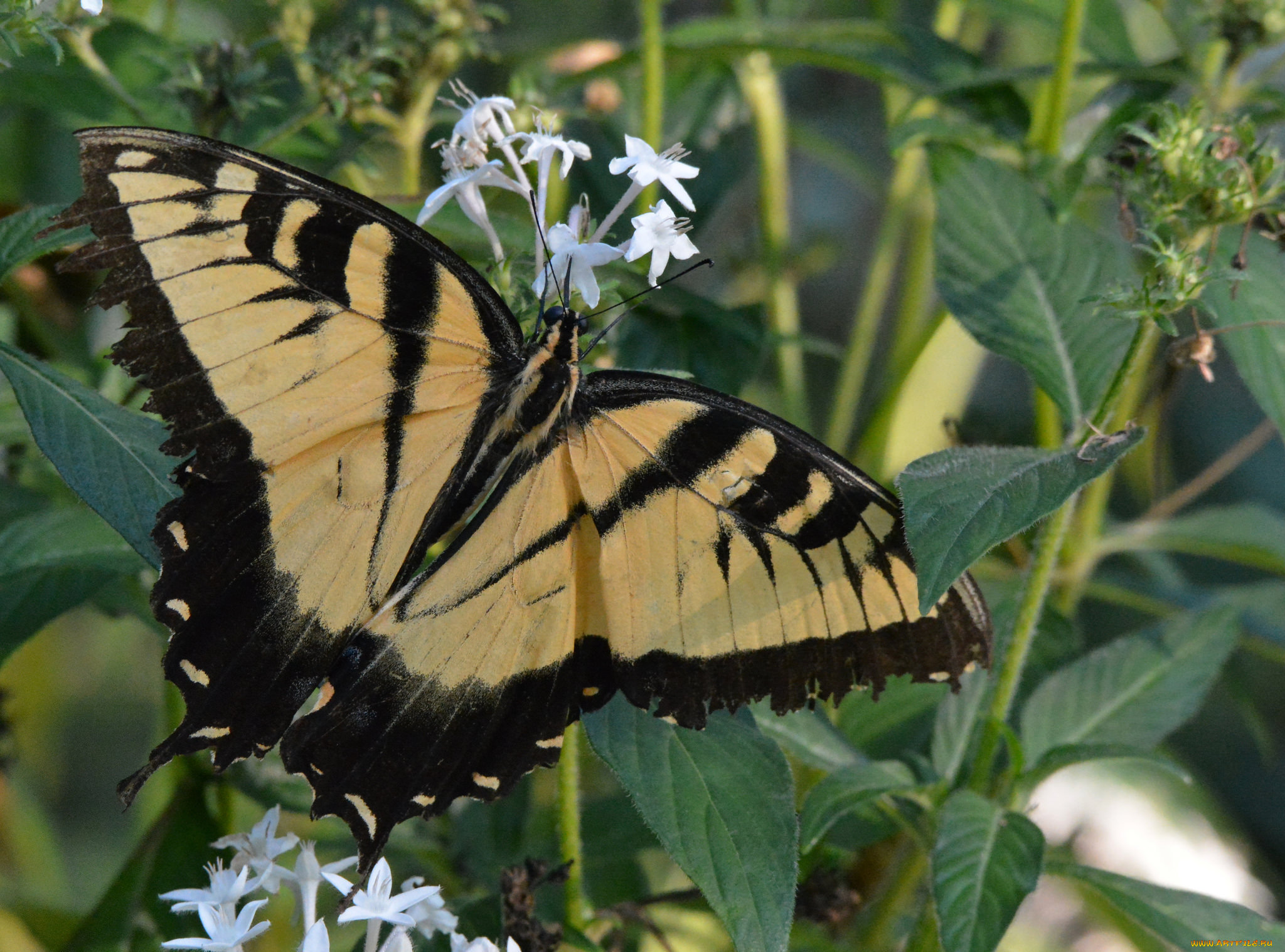 животные, бабочки, , мотыльки, , моли, бабочка