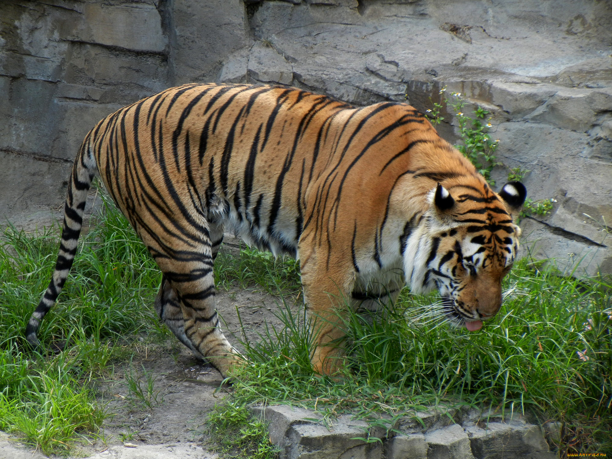 животные, тигры, хищник