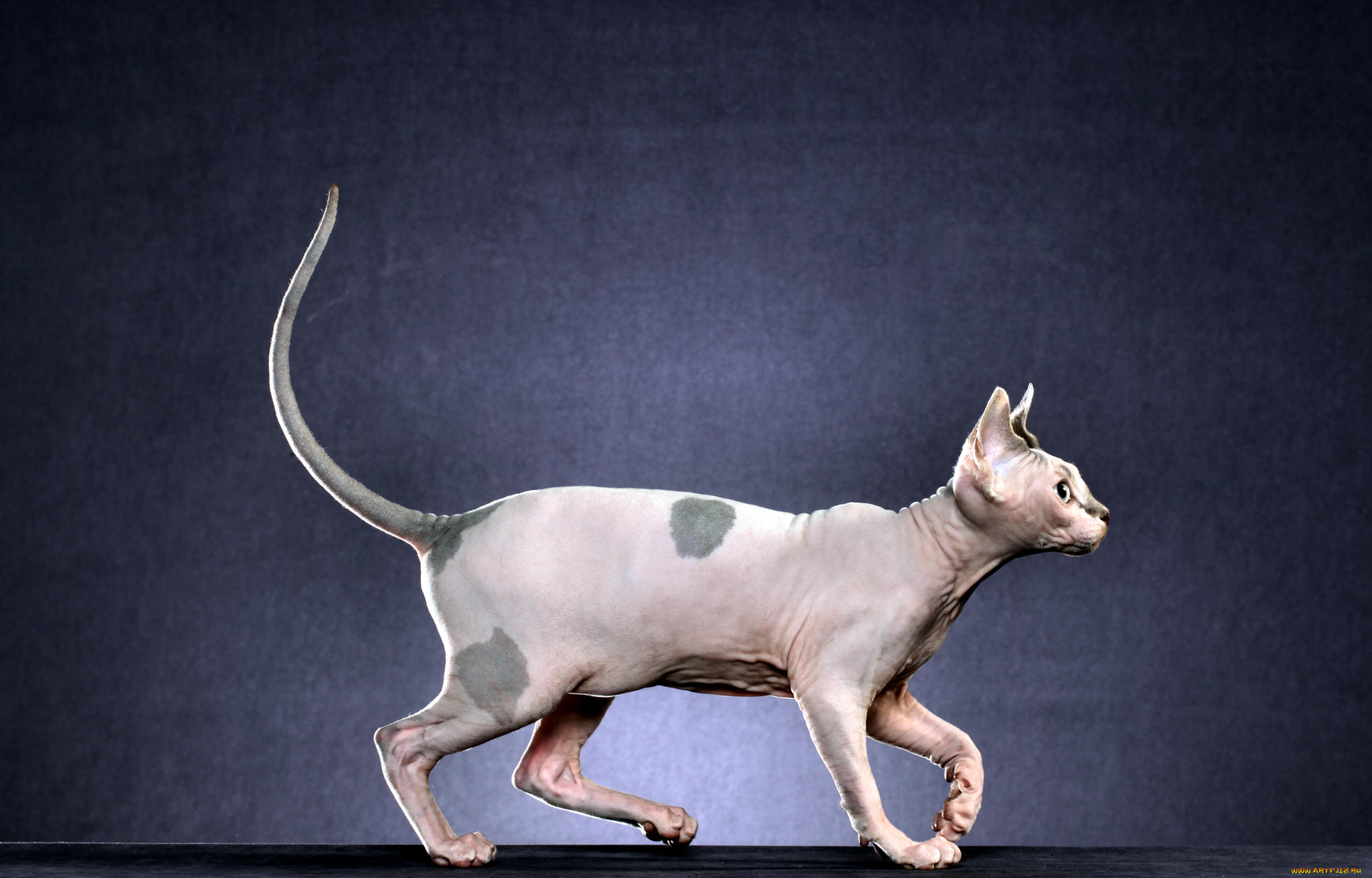 животные, коты, млекопитающее, животное, порода, фон