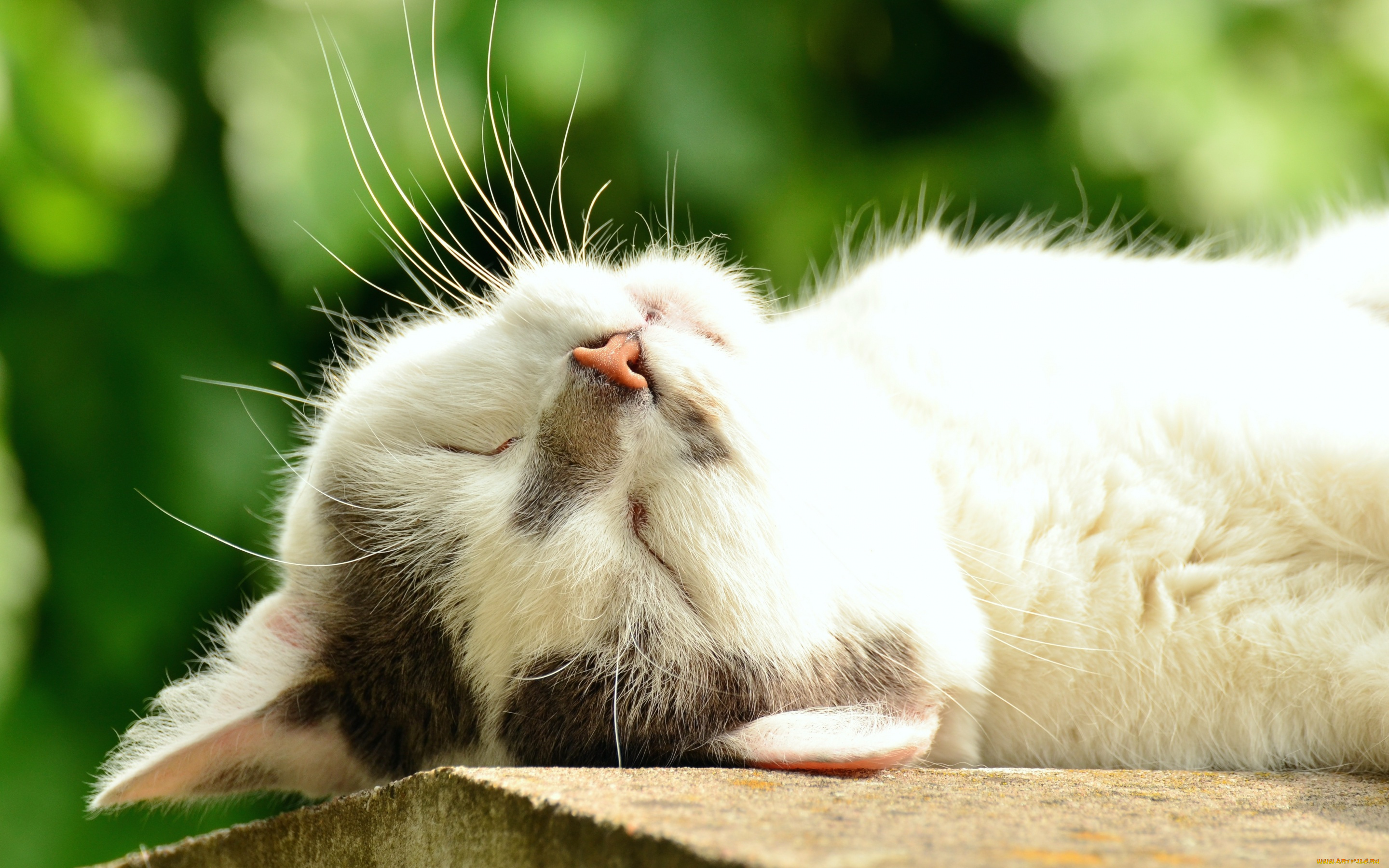 животные, коты, солнце, белый, лежит, кошка, зелень, спит, крупный, план, лето, боке, мордочка, кот