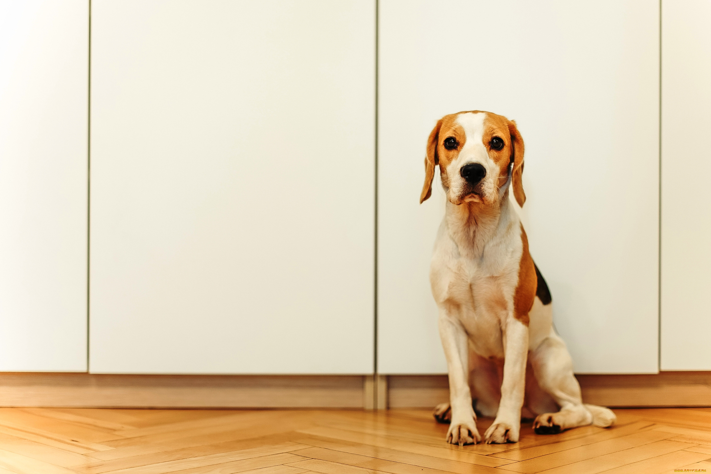 животные, собаки, собака, бигль, паркет