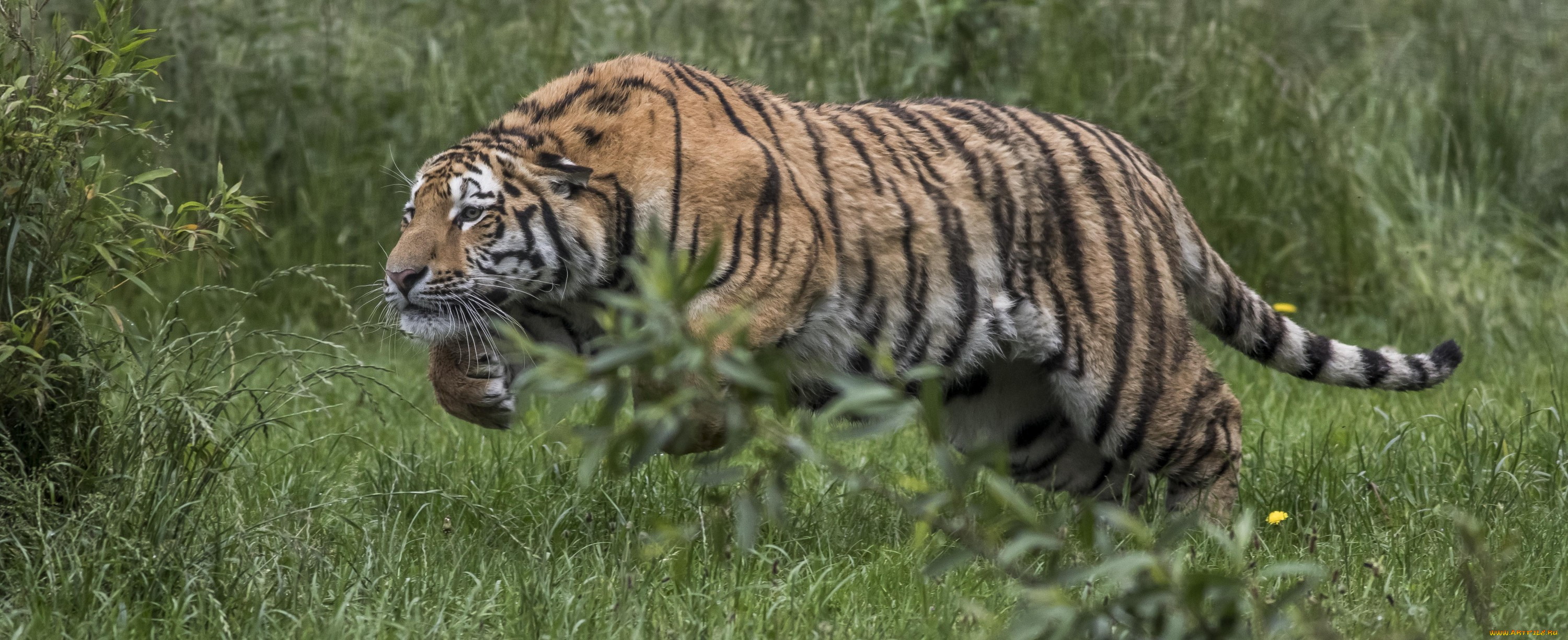 животные, тигры, хищник