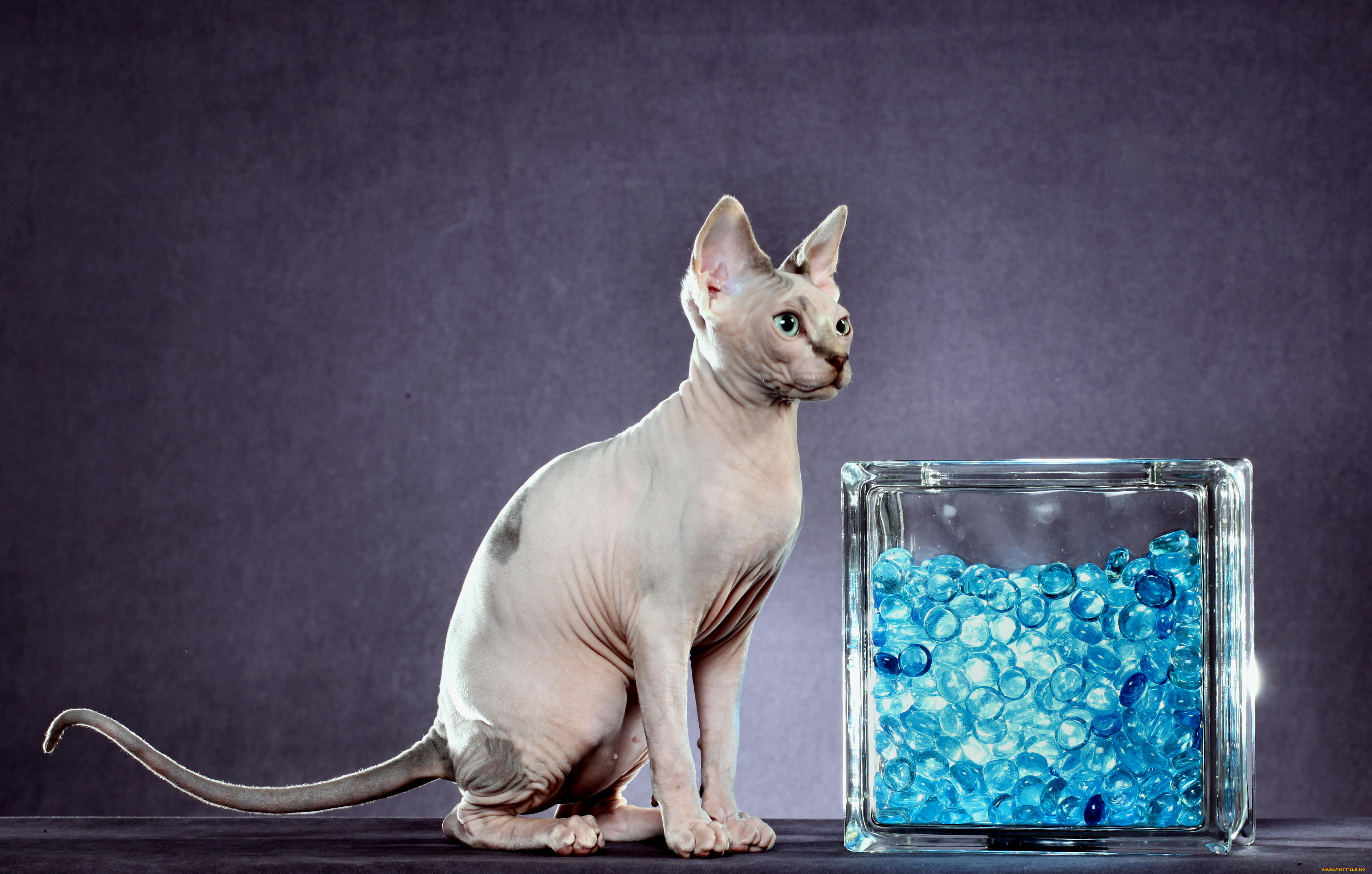 животные, коты, животное, млекопитающее, фон, порода