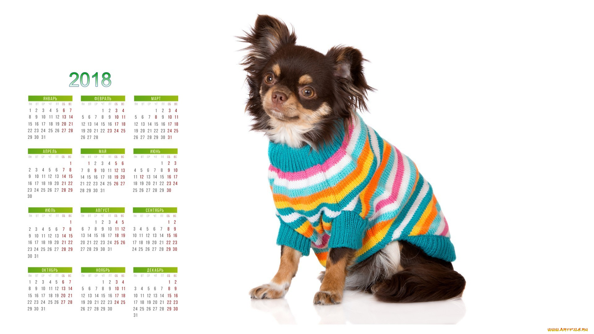 календари, животные, белый, фон, собака