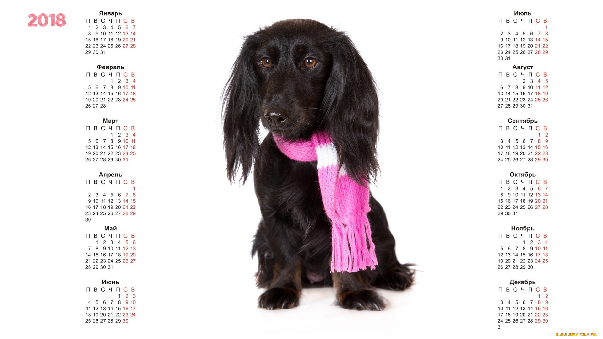 календари, животные, белый, фон, собака