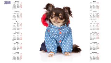 обоя календари, животные, белый, фон, собака