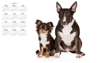 Картинка календари животные белый фон собака
