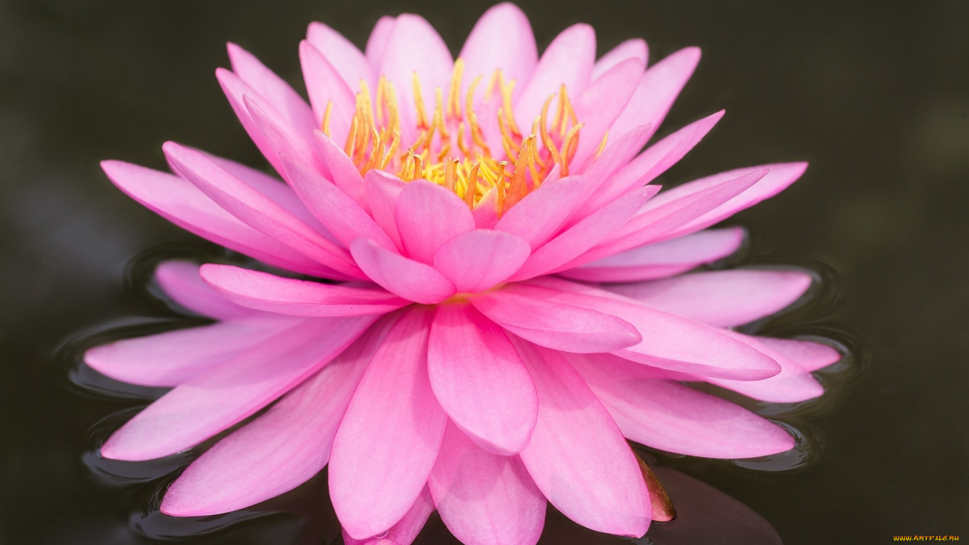 цветы, лилии, водяные, , нимфеи, , кувшинки, вода, розовая, лилия, цветок