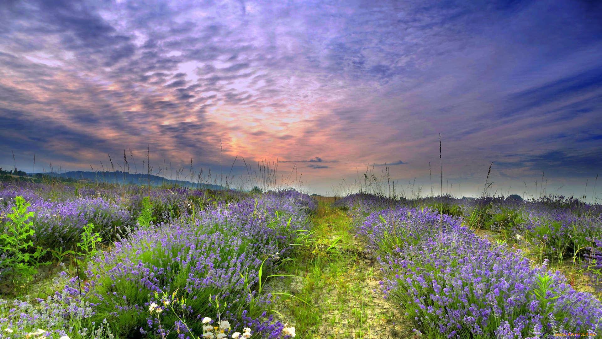 природа, луга, простор