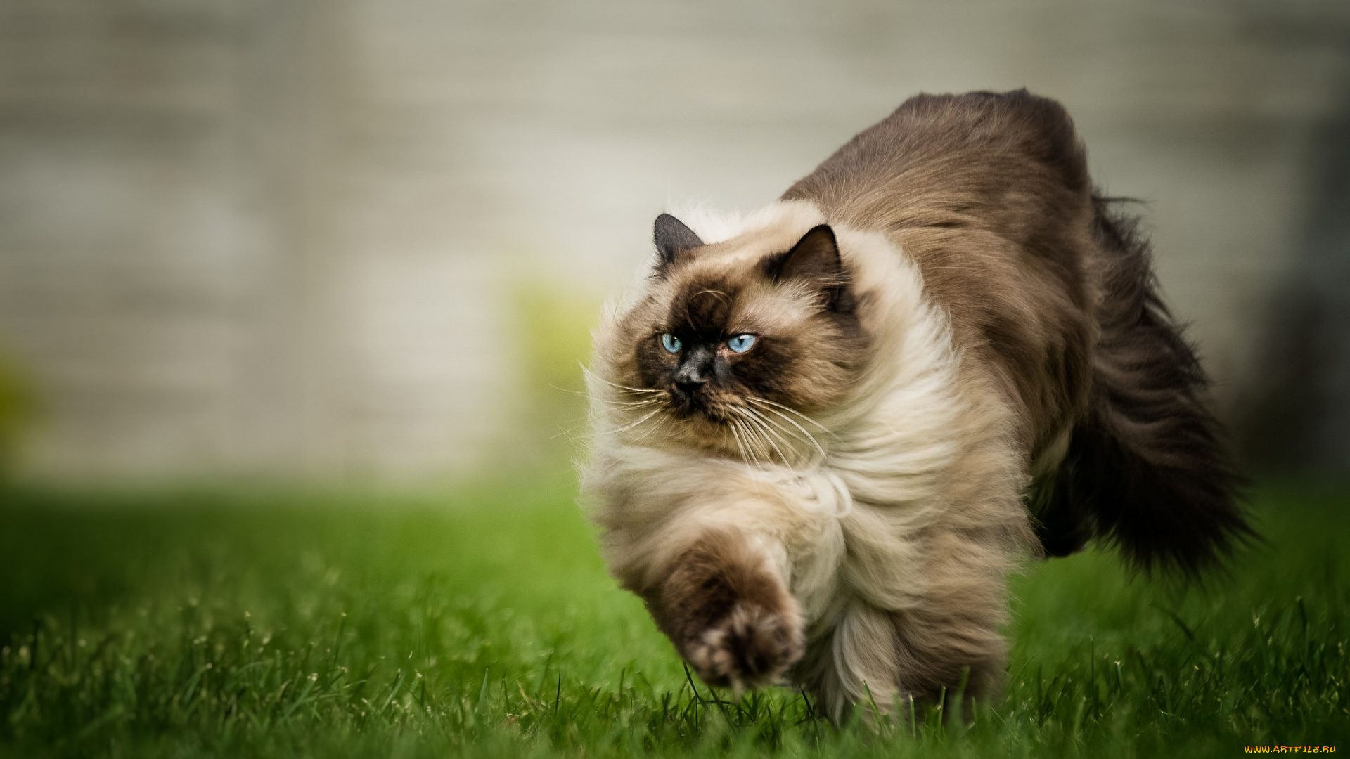 животные, коты, домашние, прыжок, зеленая, трава, пушистый, коричневый, сиамский, кот