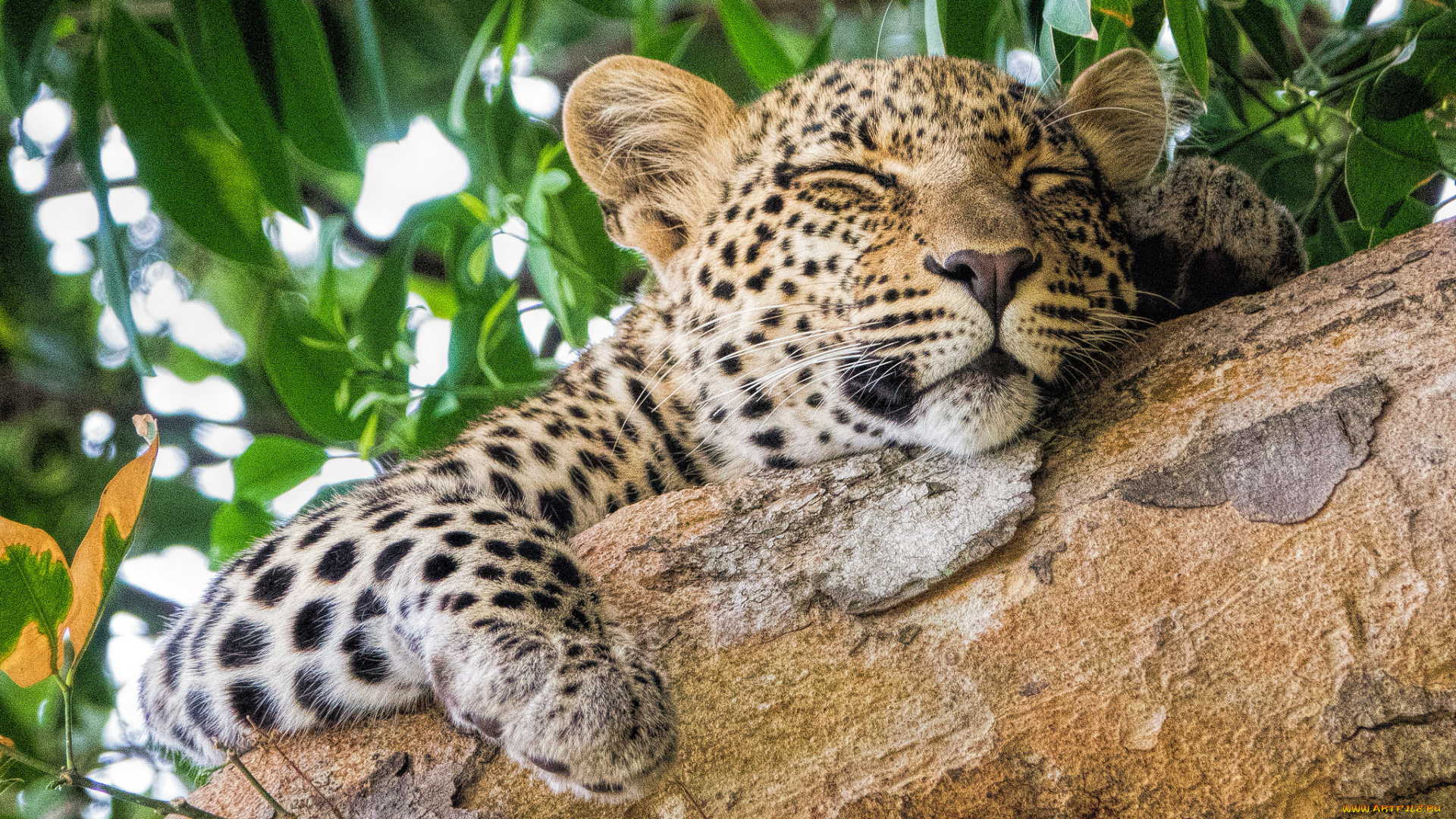 животные, леопарды, хищник