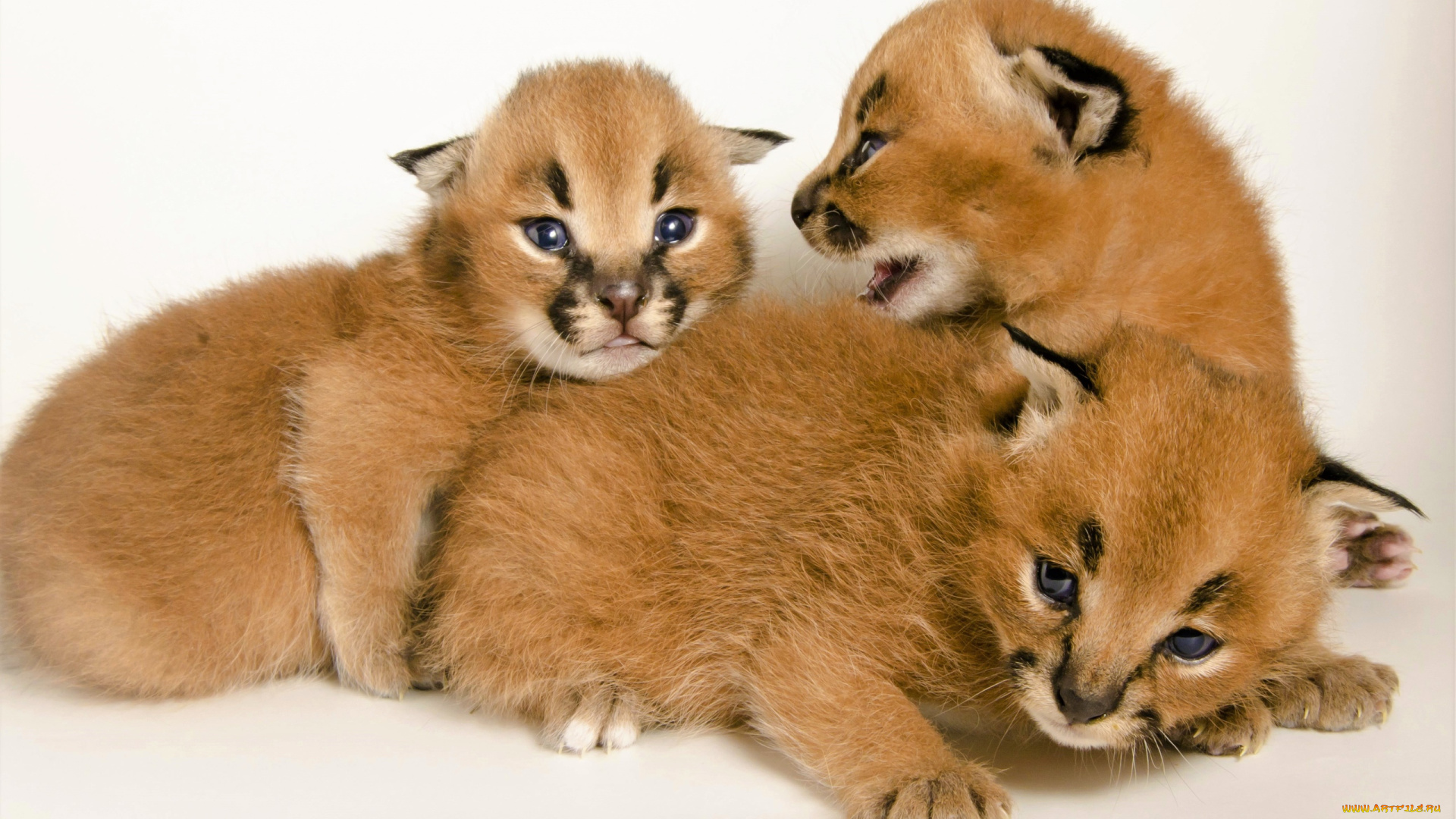 животные, рыси, каракалы, рысята, котята, детеныши
