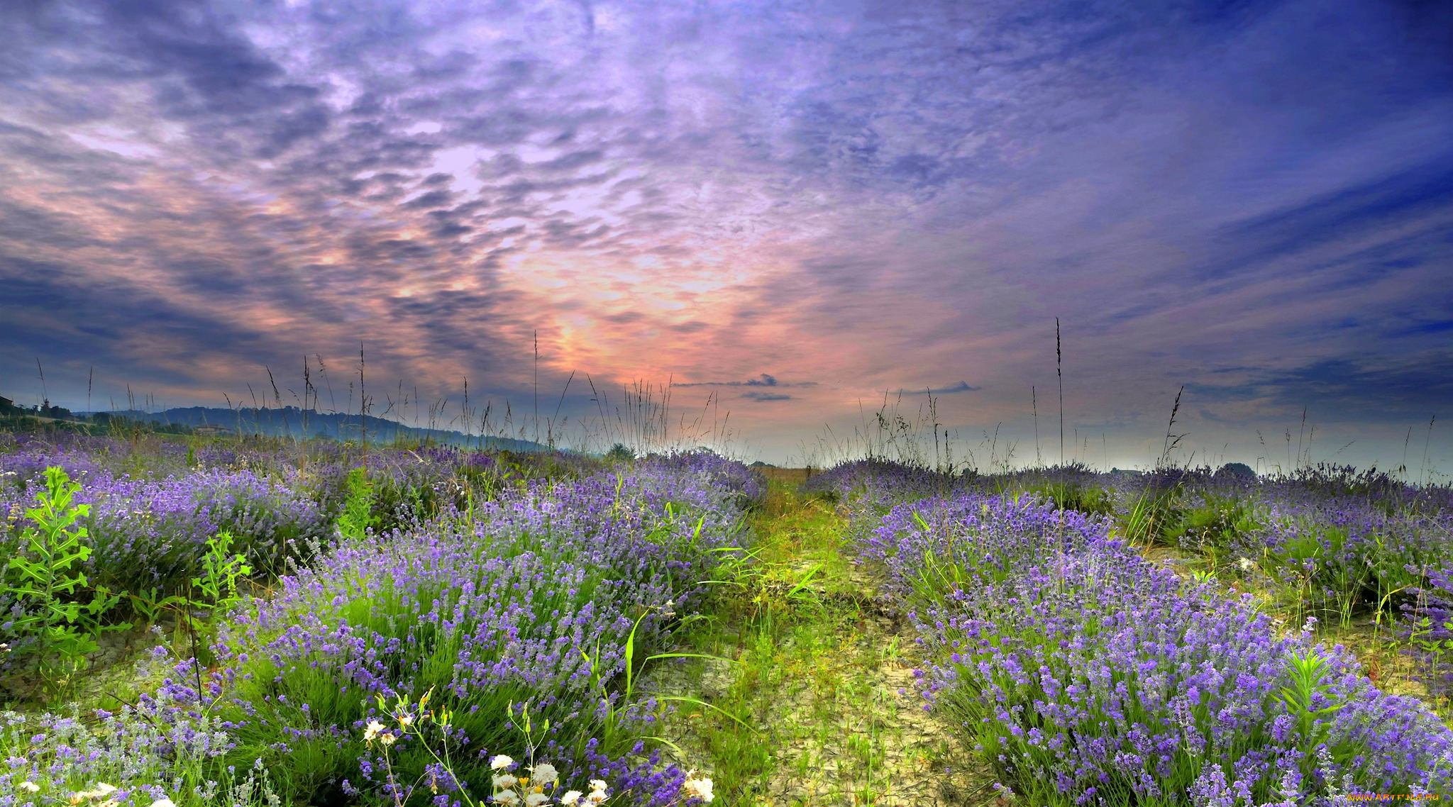 природа, луга, простор