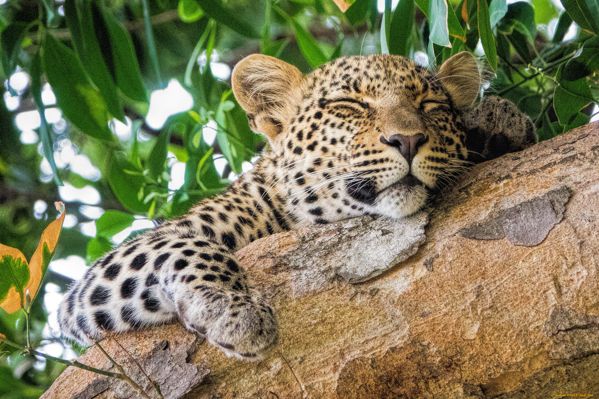 животные, леопарды, хищник