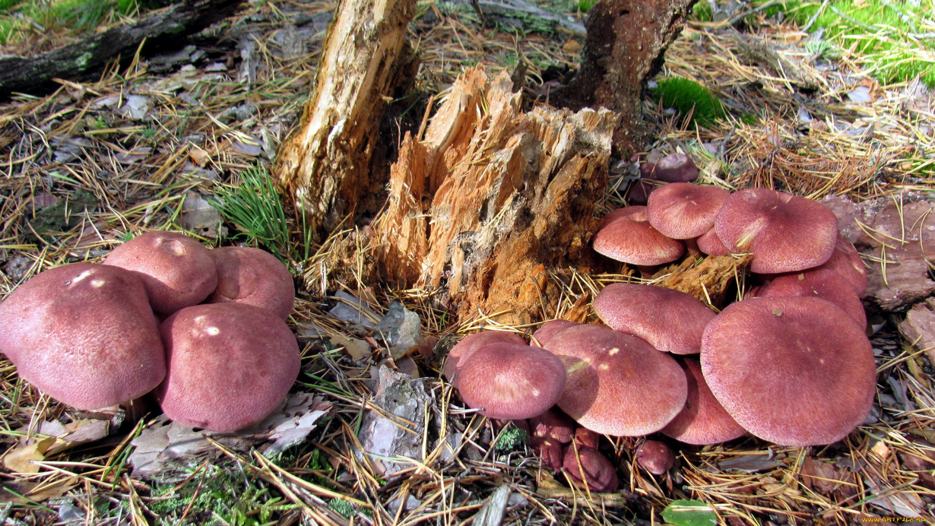 природа, грибы, грибная, семейка