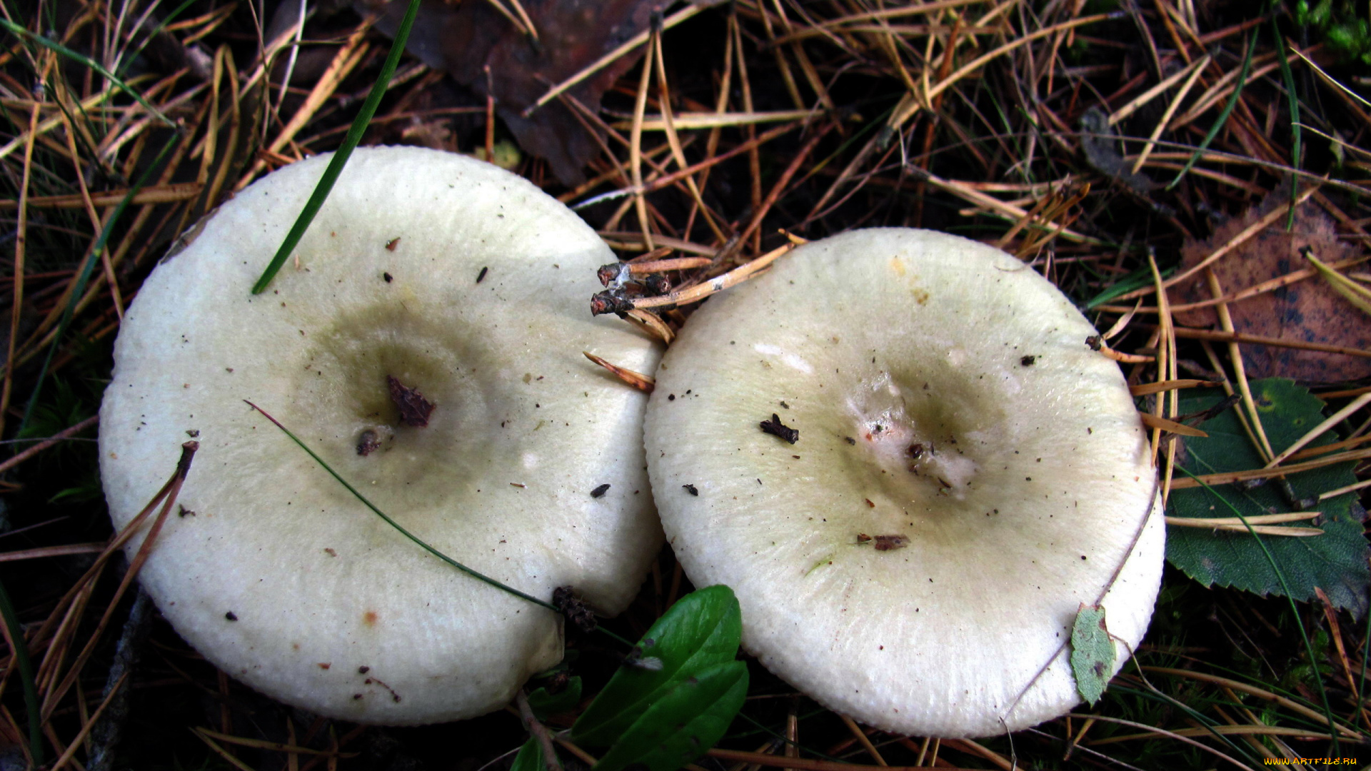 природа, грибы, сырожки