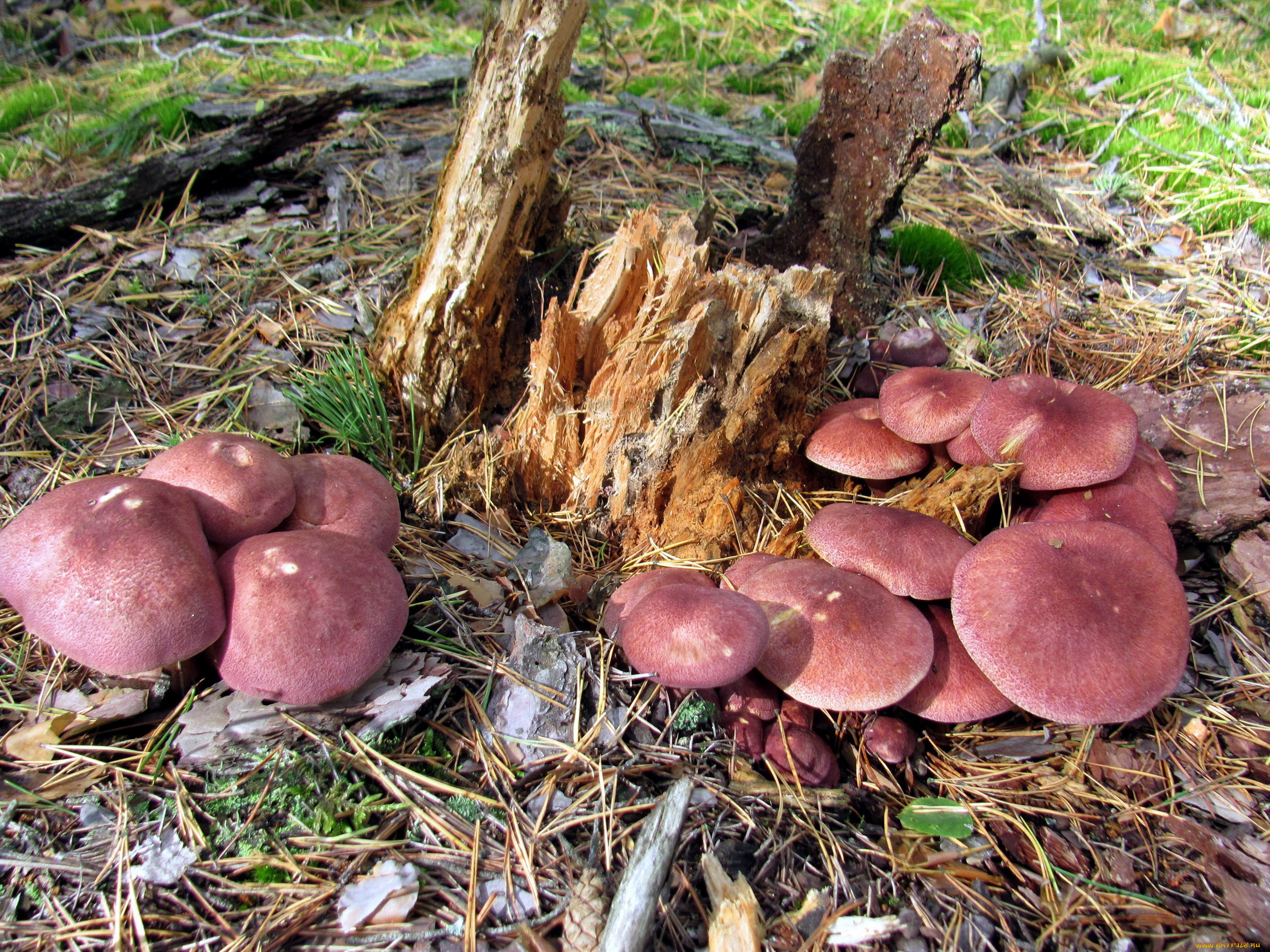 природа, грибы, грибная, семейка