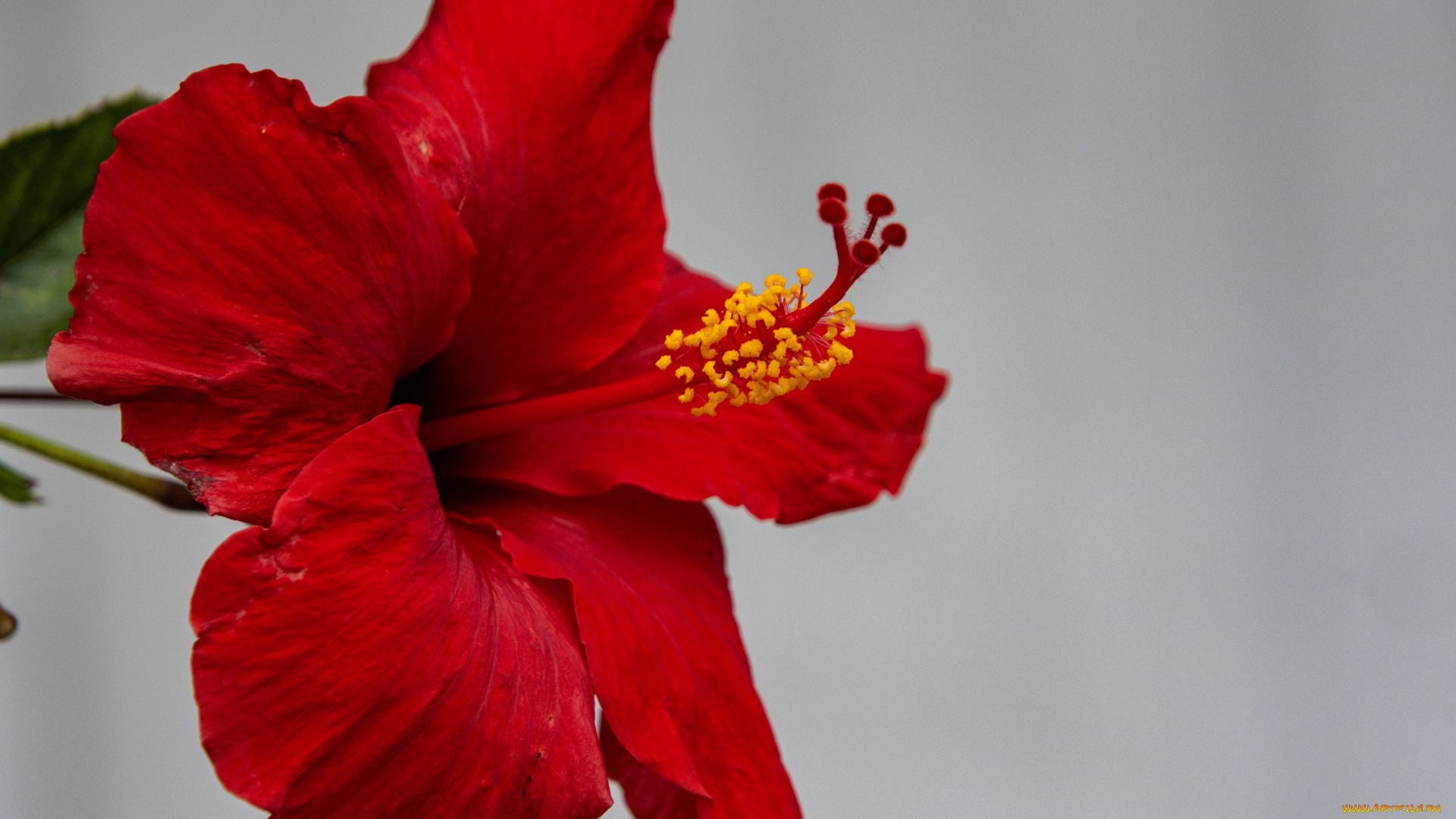 цветы, гибискусы, алый, гибискус, макро