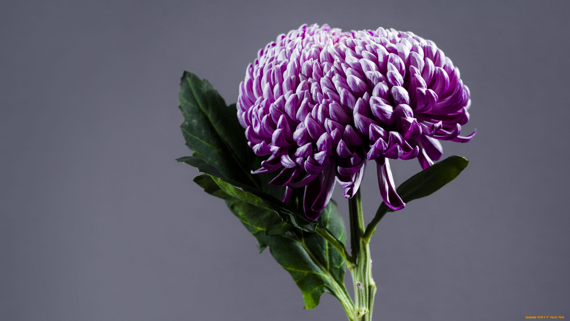 цветы, хризантемы, лиловая, хризантема, макро, одиночка