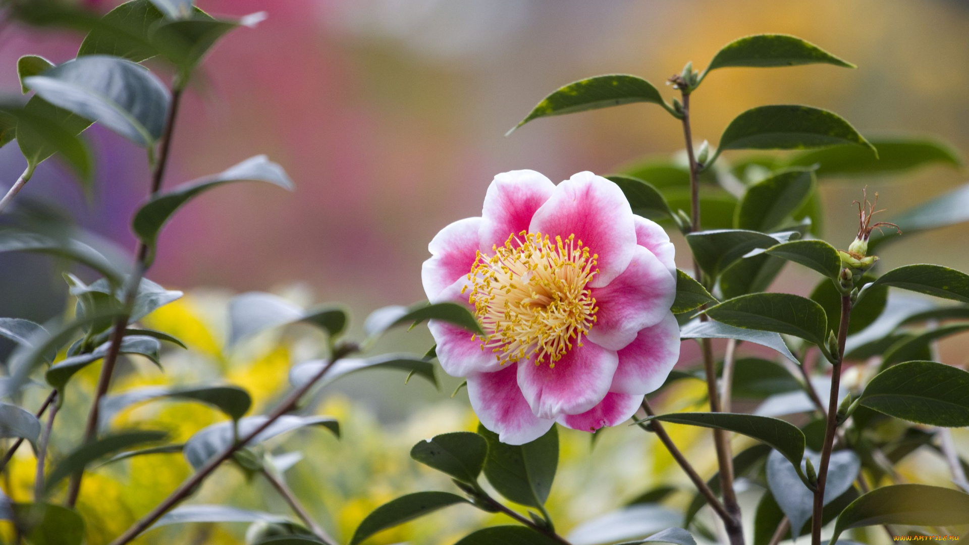 цветы, камелии, бело-розовая, камелия, макро
