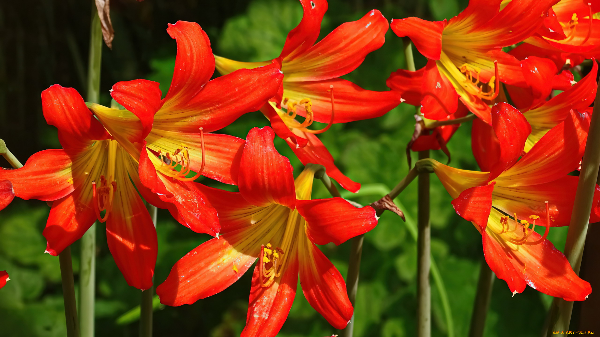 цветы, лилии, , лилейники, лилейник