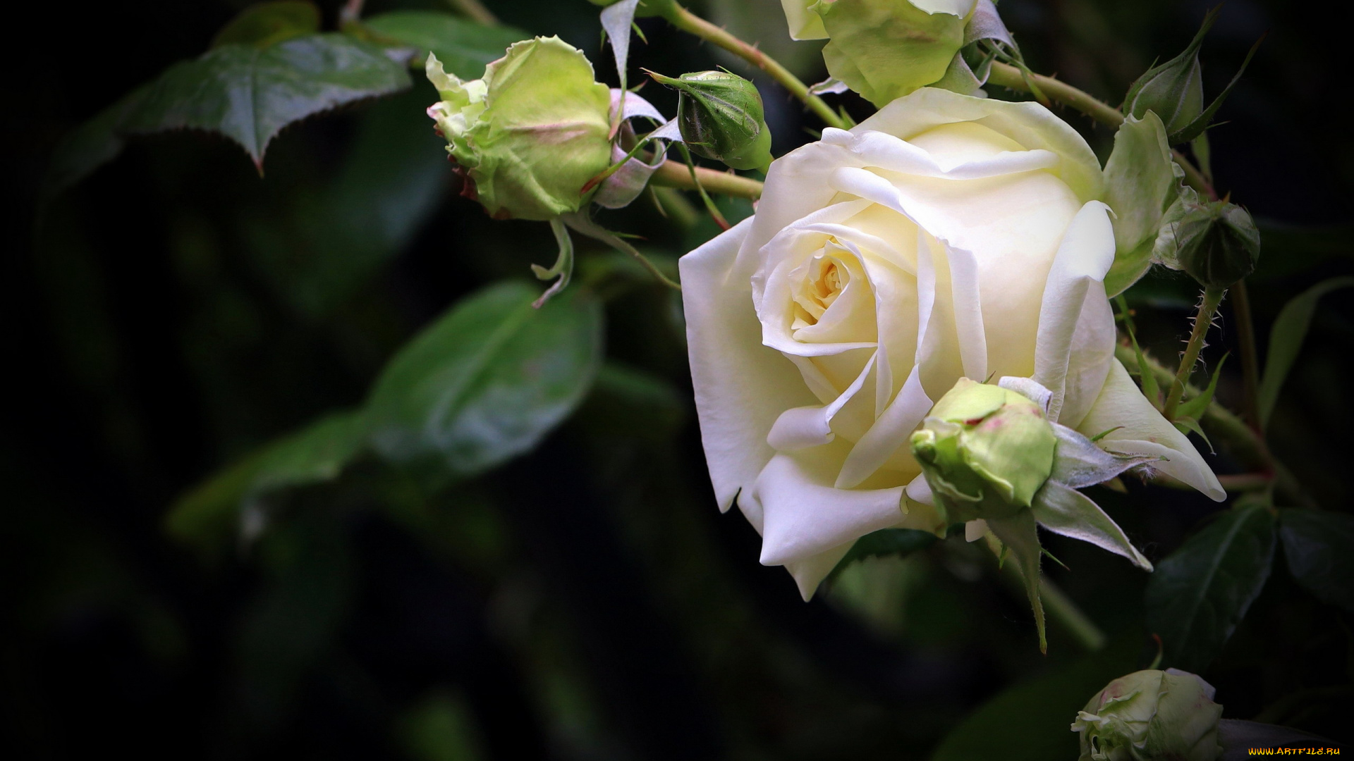 цветы, розы, белая, роза, бутон, макро