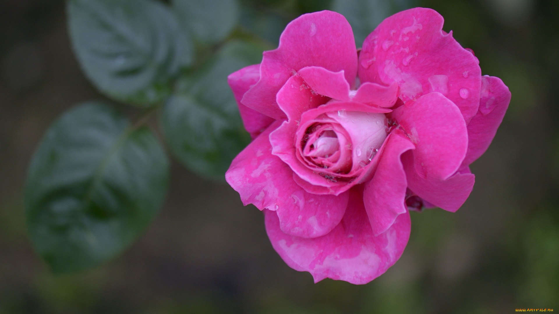 цветы, розы, розовая, роза, бутон, макро, капли