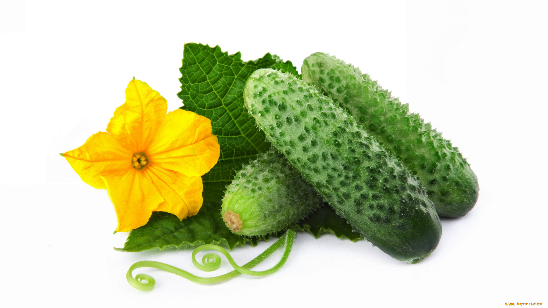 еда, огурцы, свежие, цветок