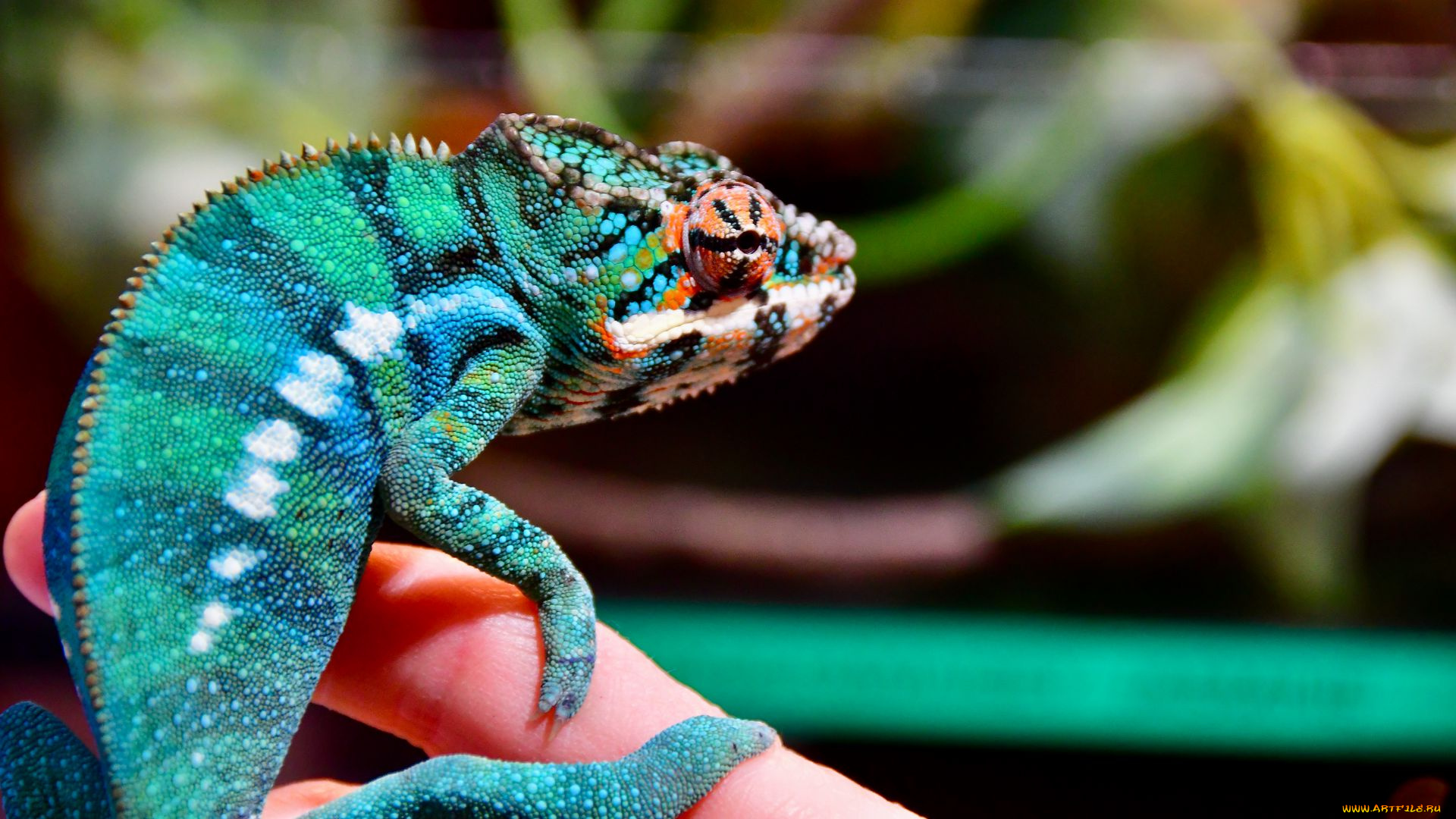 пантерный, хамелеон, животные, хамелеоны, пантерный, хамелеон, рептилия, фауна, дикая, природа