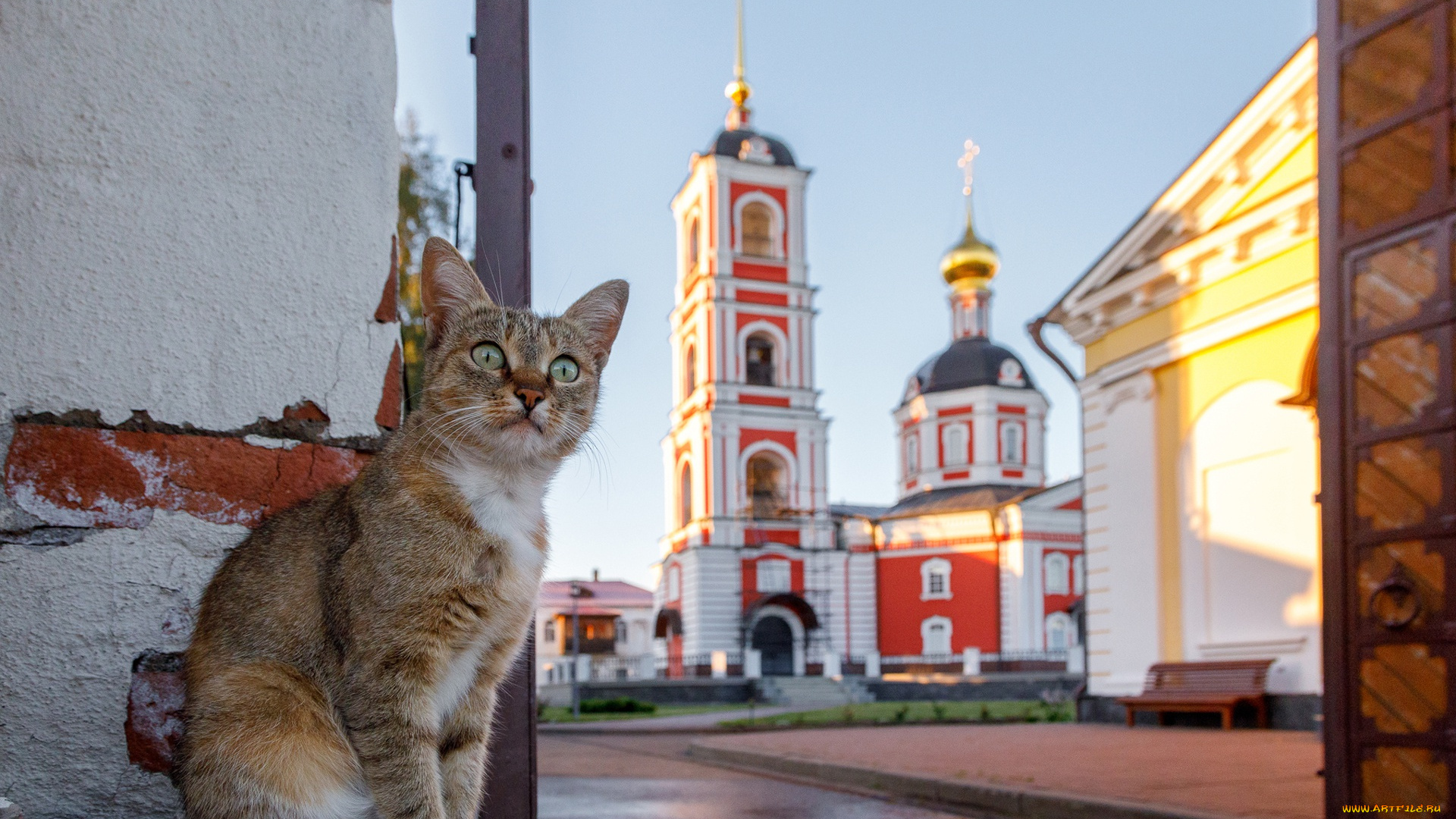 животные, коты, церковь, здание, кошки, россия