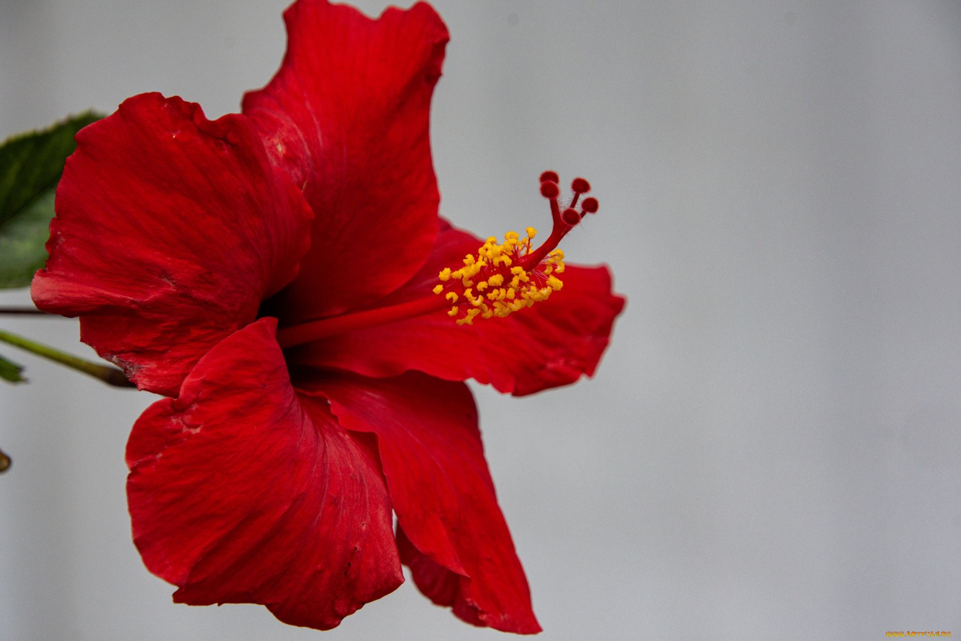 цветы, гибискусы, алый, гибискус, макро