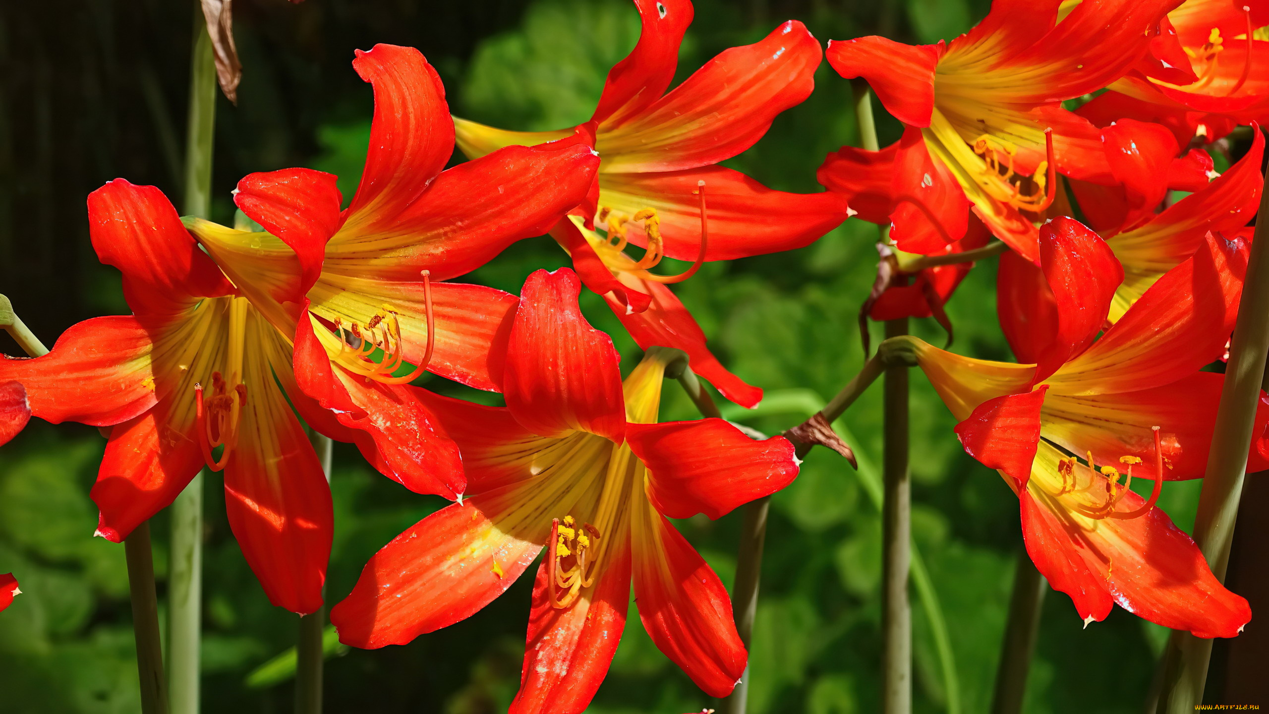 цветы, лилии, , лилейники, лилейник