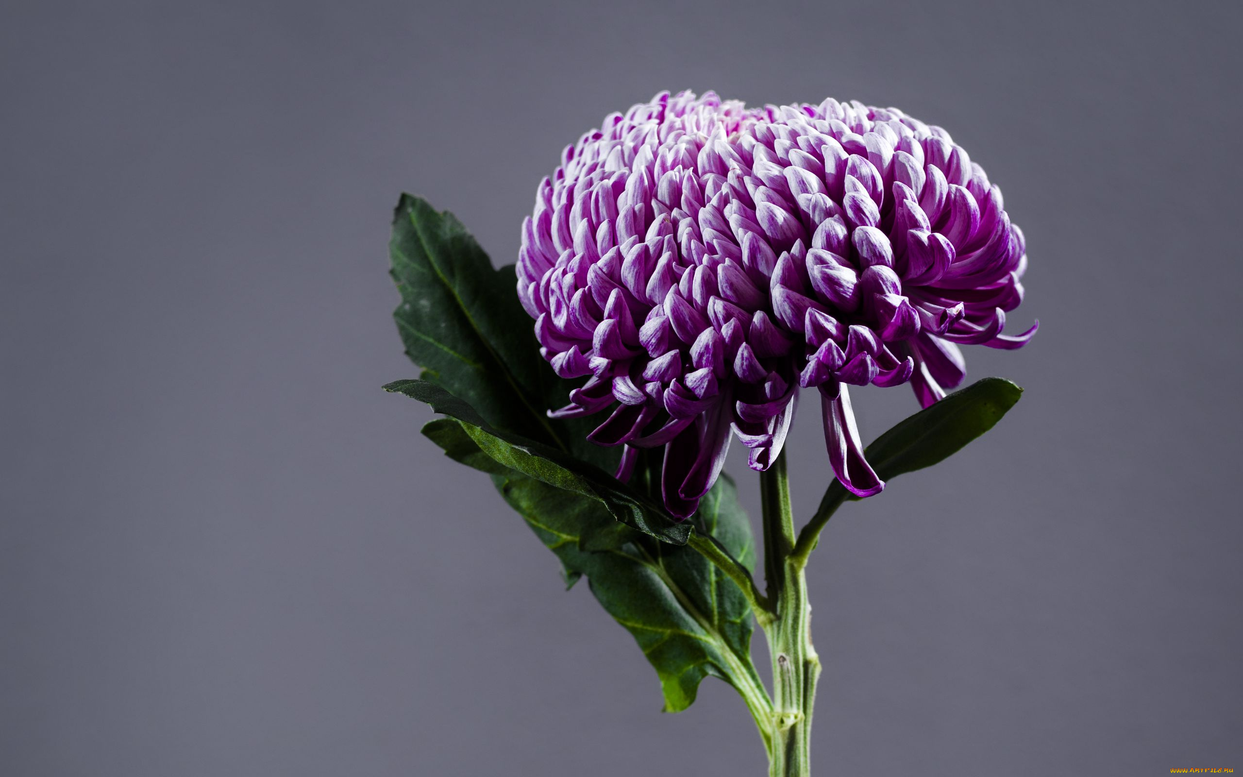 цветы, хризантемы, лиловая, хризантема, макро, одиночка