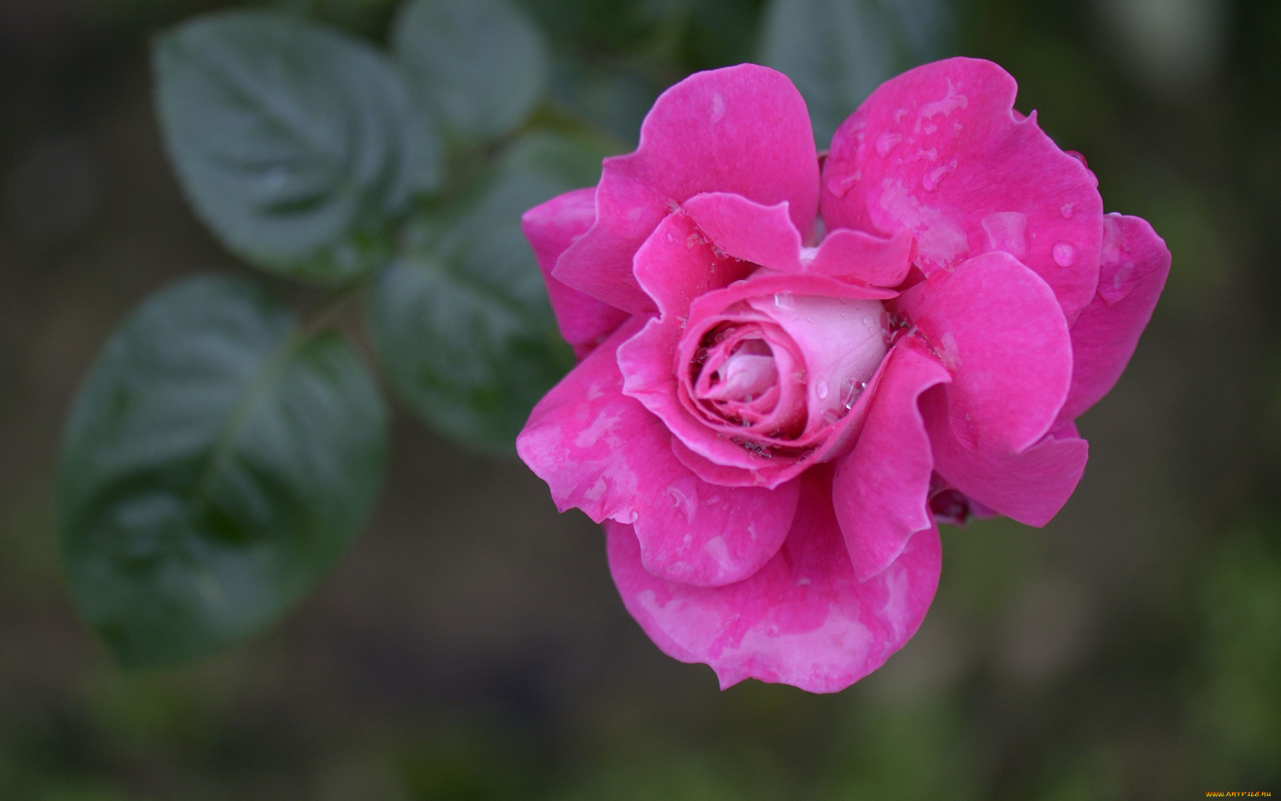 цветы, розы, розовая, роза, бутон, макро, капли