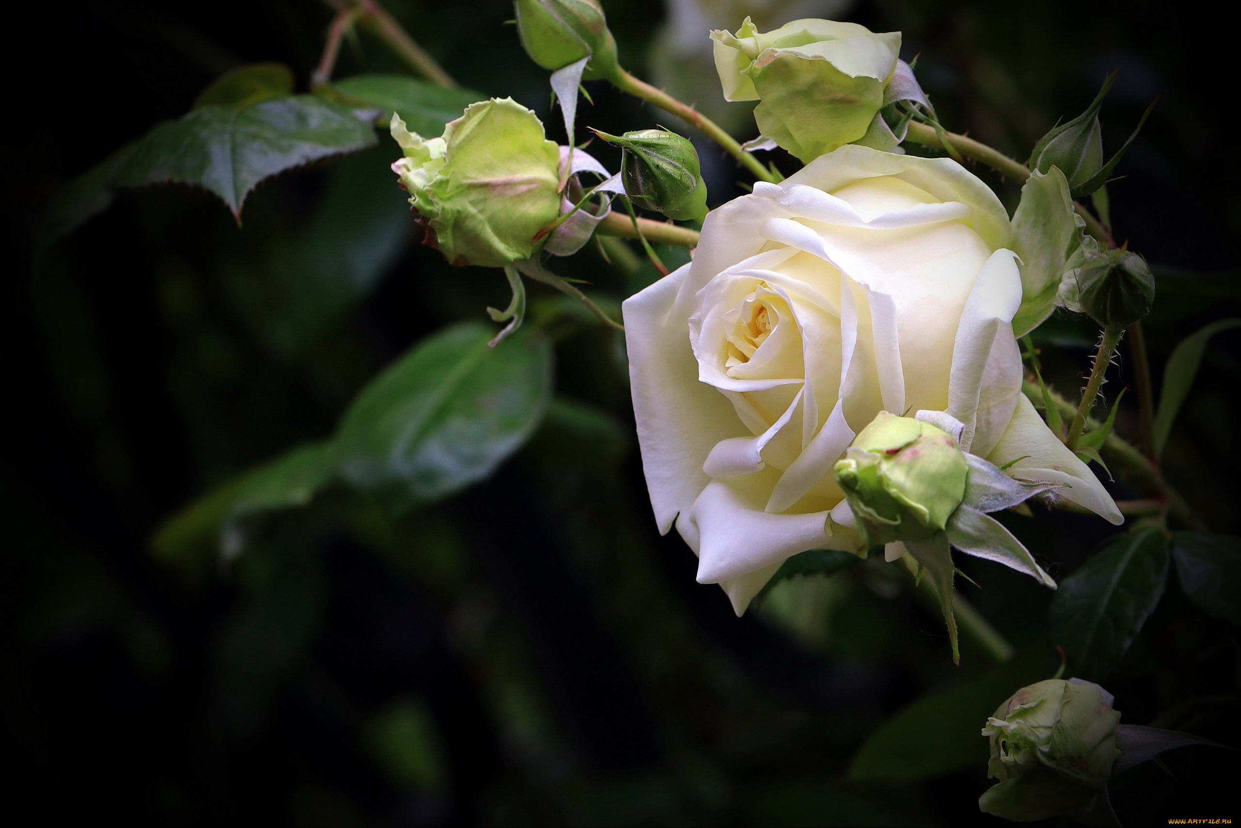 цветы, розы, белая, роза, бутон, макро