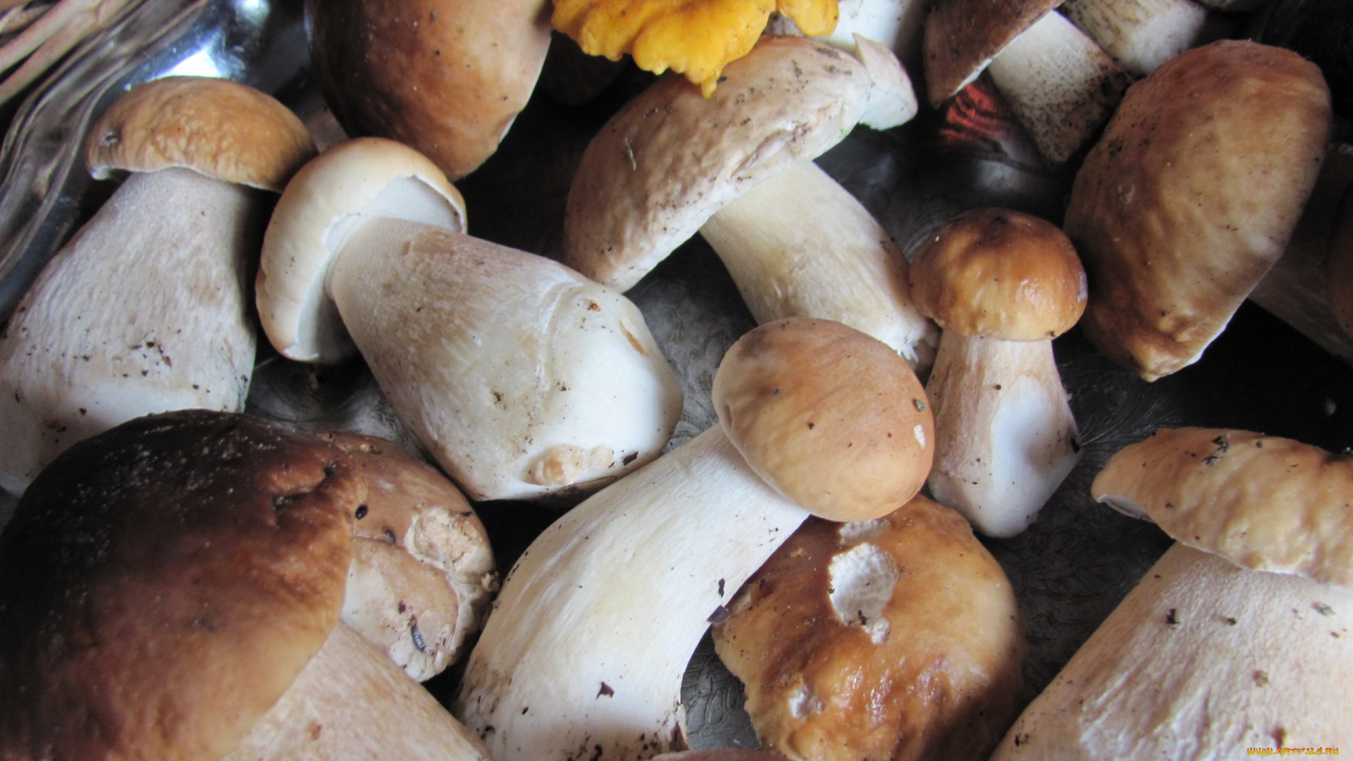 еда, грибы, , грибные, блюда, боровики