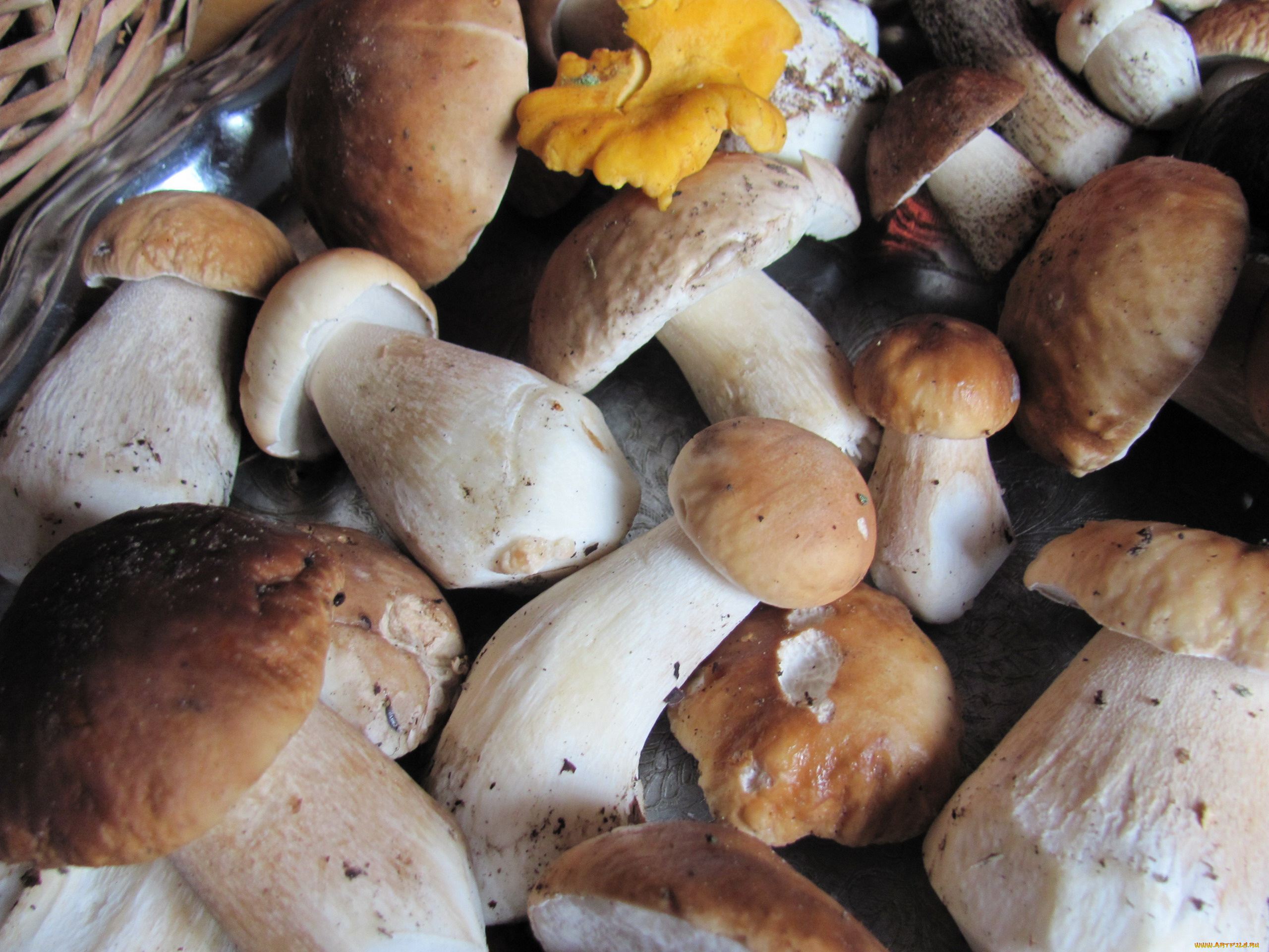 еда, грибы, , грибные, блюда, боровики