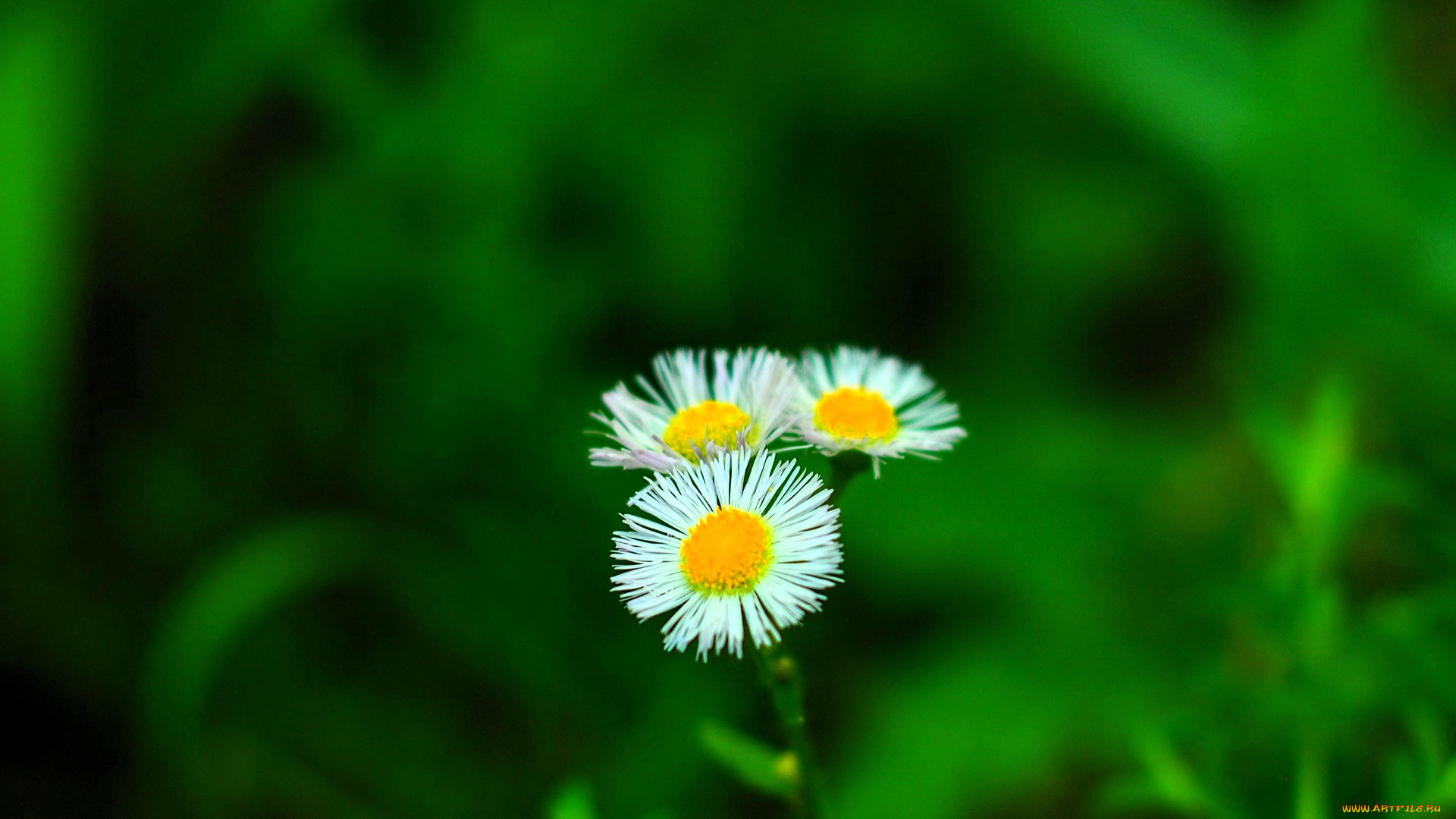 цветы, маргаритки, трава, зелень