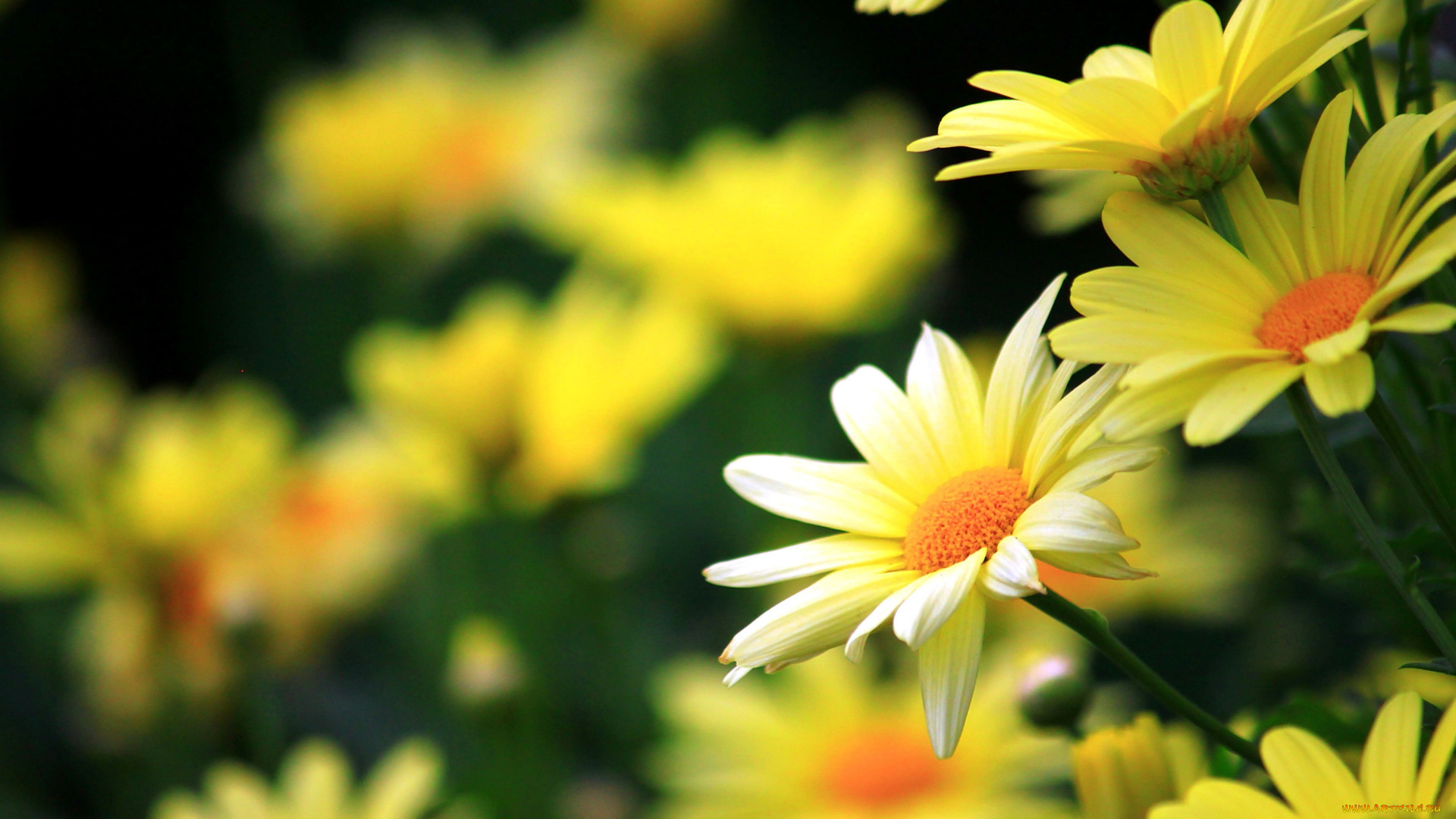 цветы, ромашки, желтые