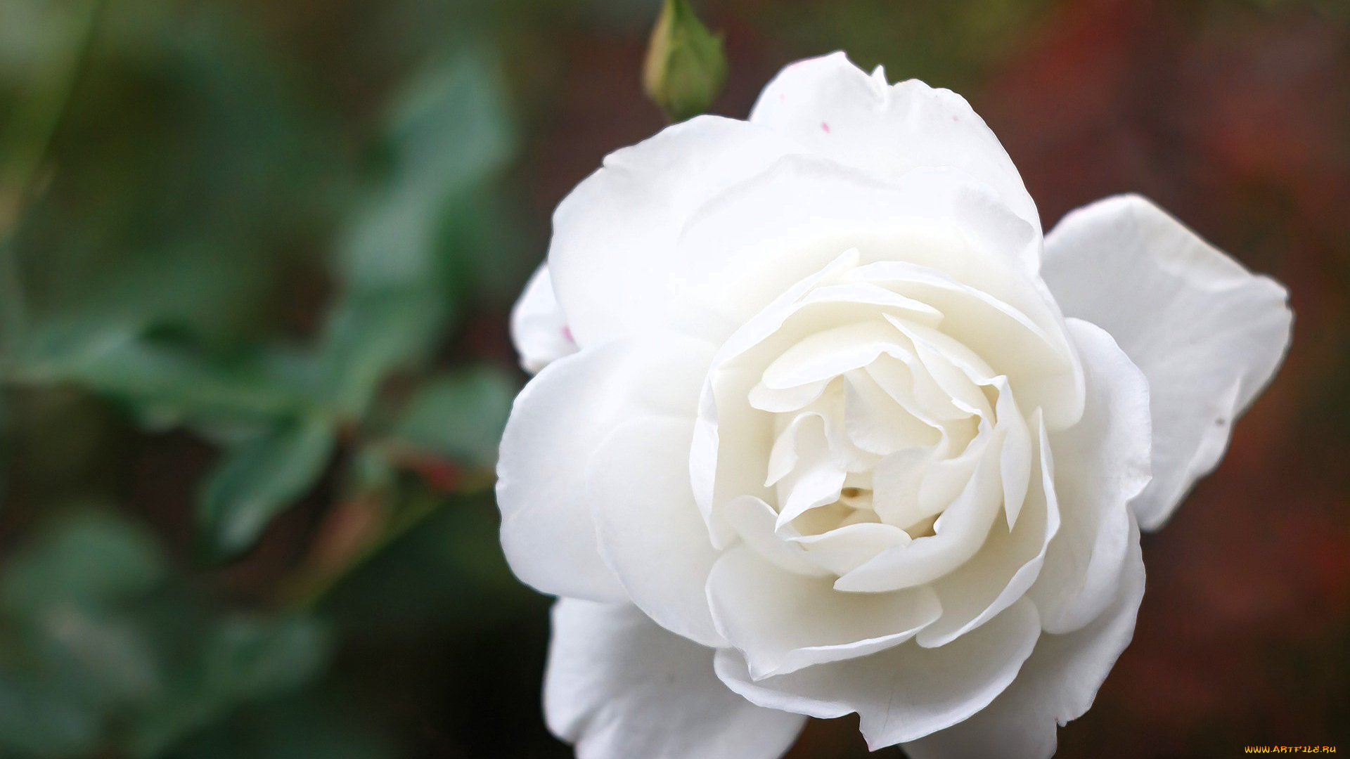 цветы, розы, роза, белая, бутон