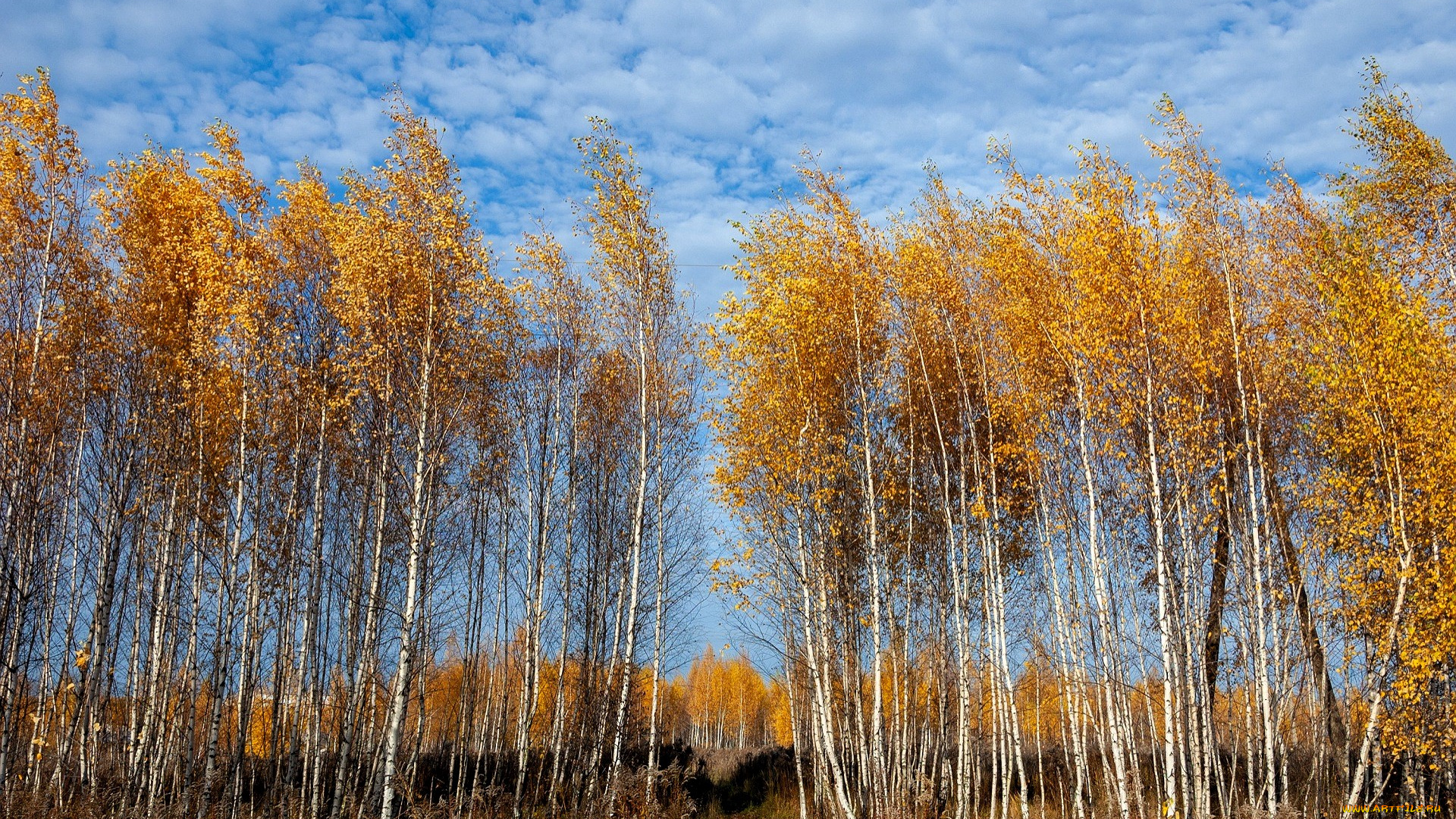 природа, деревья, лес, березы, осень, небо, облака