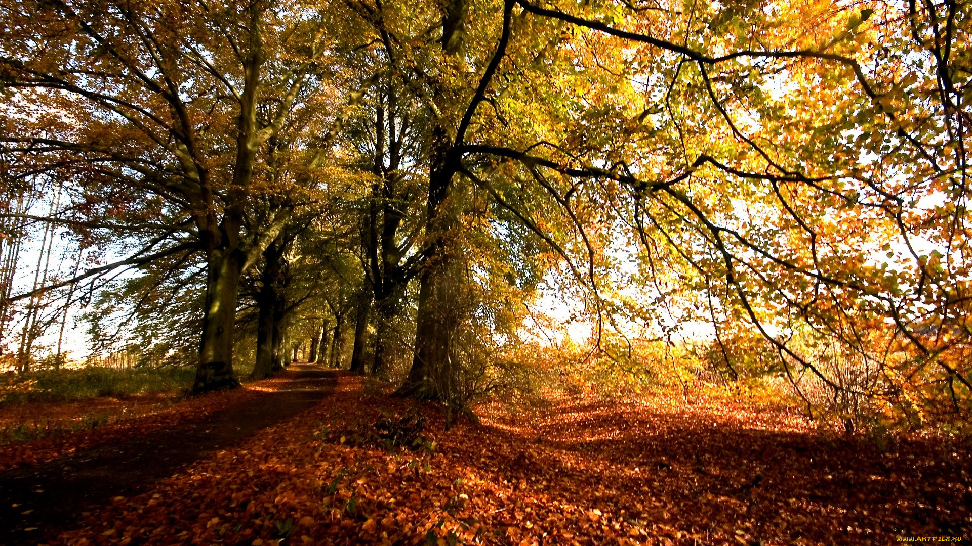 природа, деревья, осень, дорога, листья