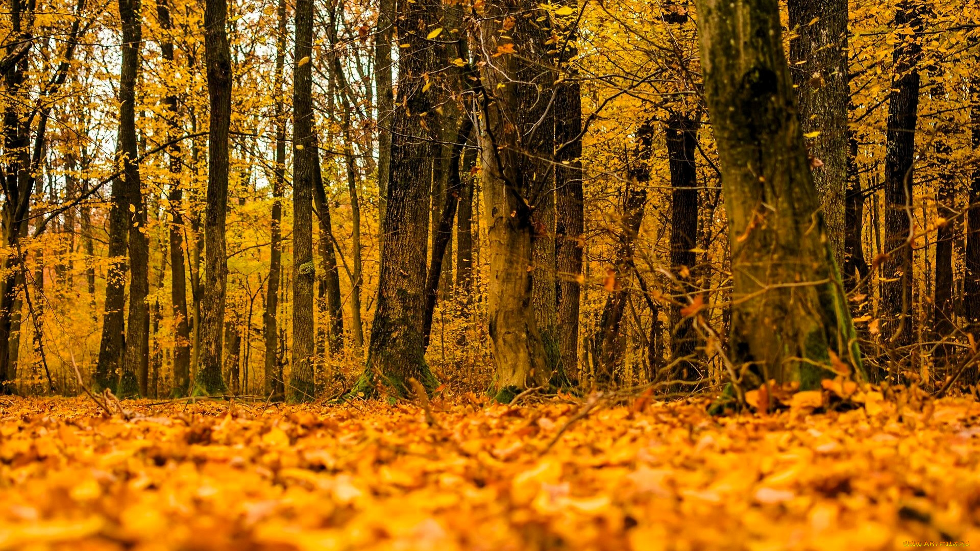 природа, лес, деревья, осень, листья